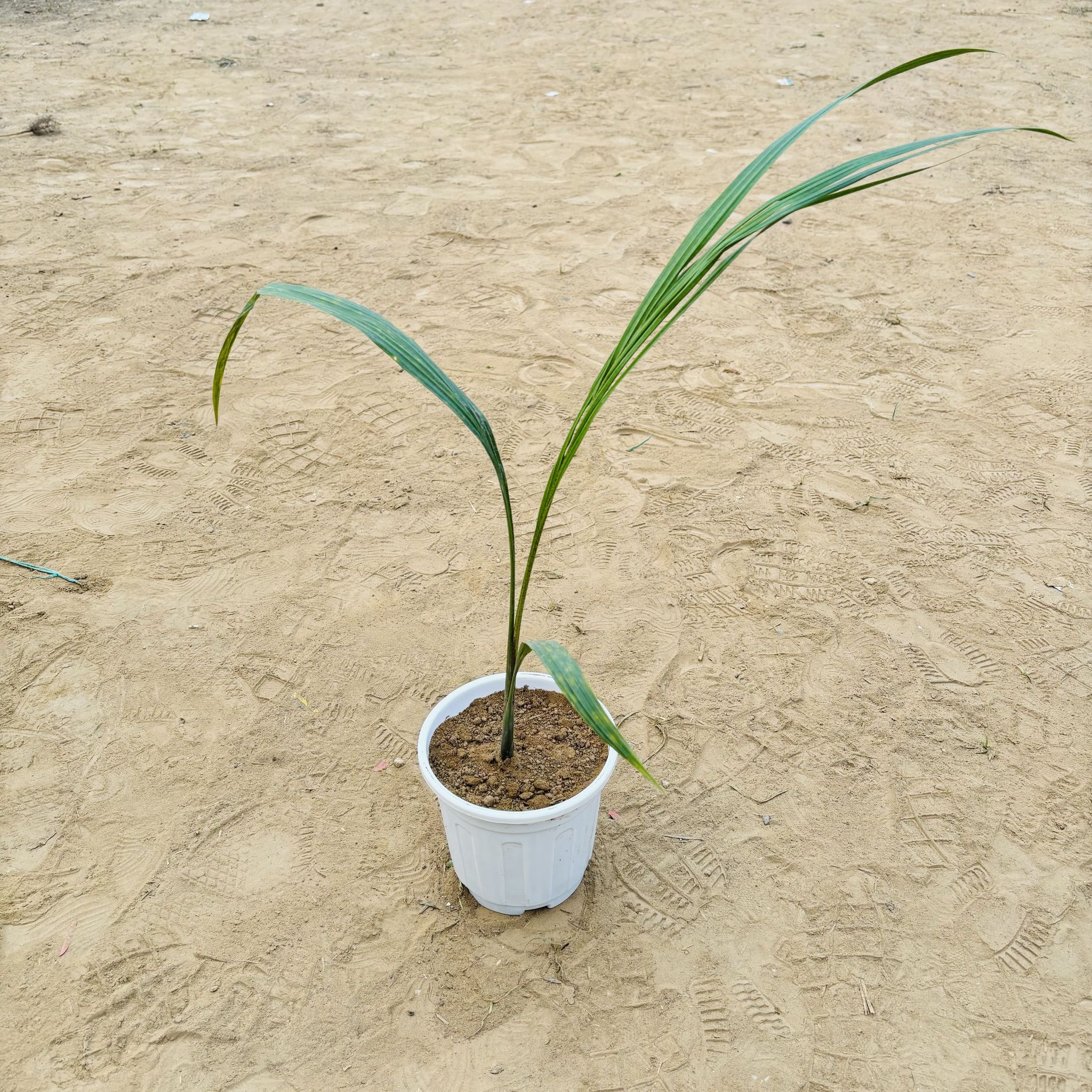 Bottle Palm in 6 Inch White Super Nursery Pot