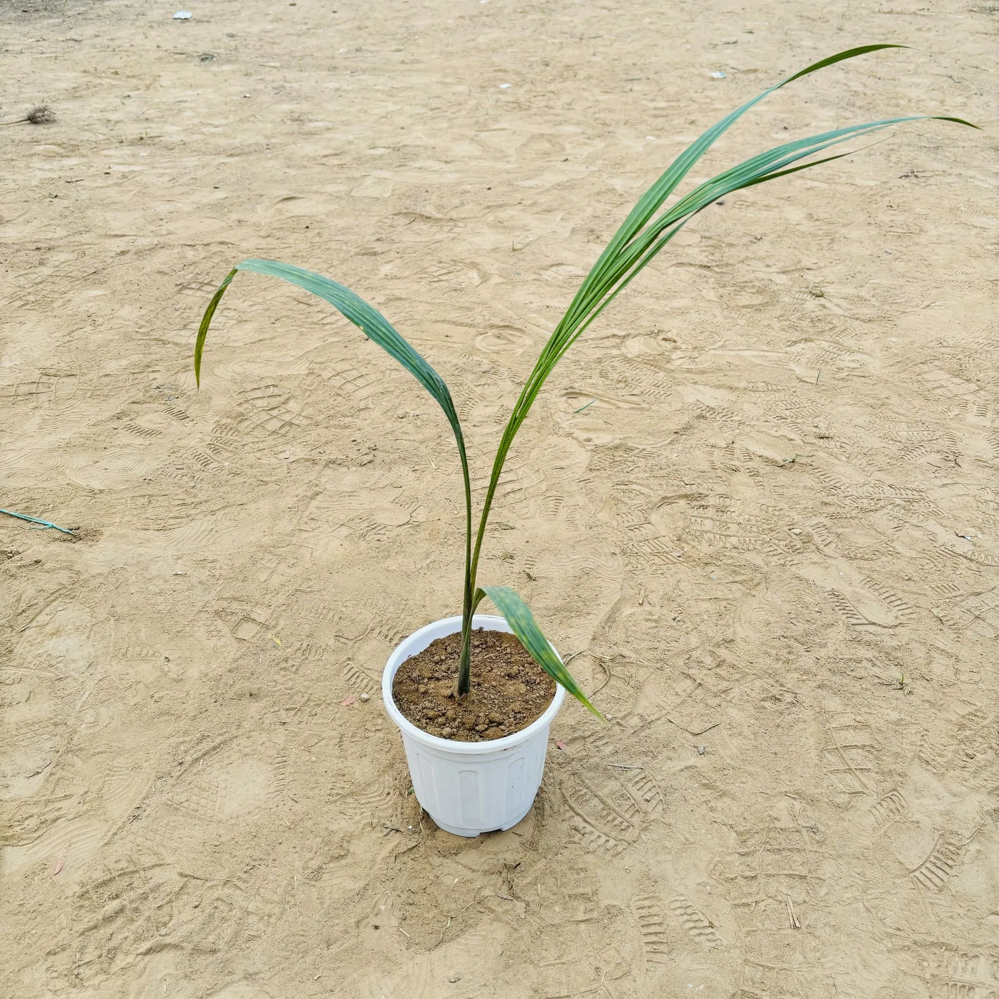 Bottle Palm in 6 Inch White Super Nursery Pot