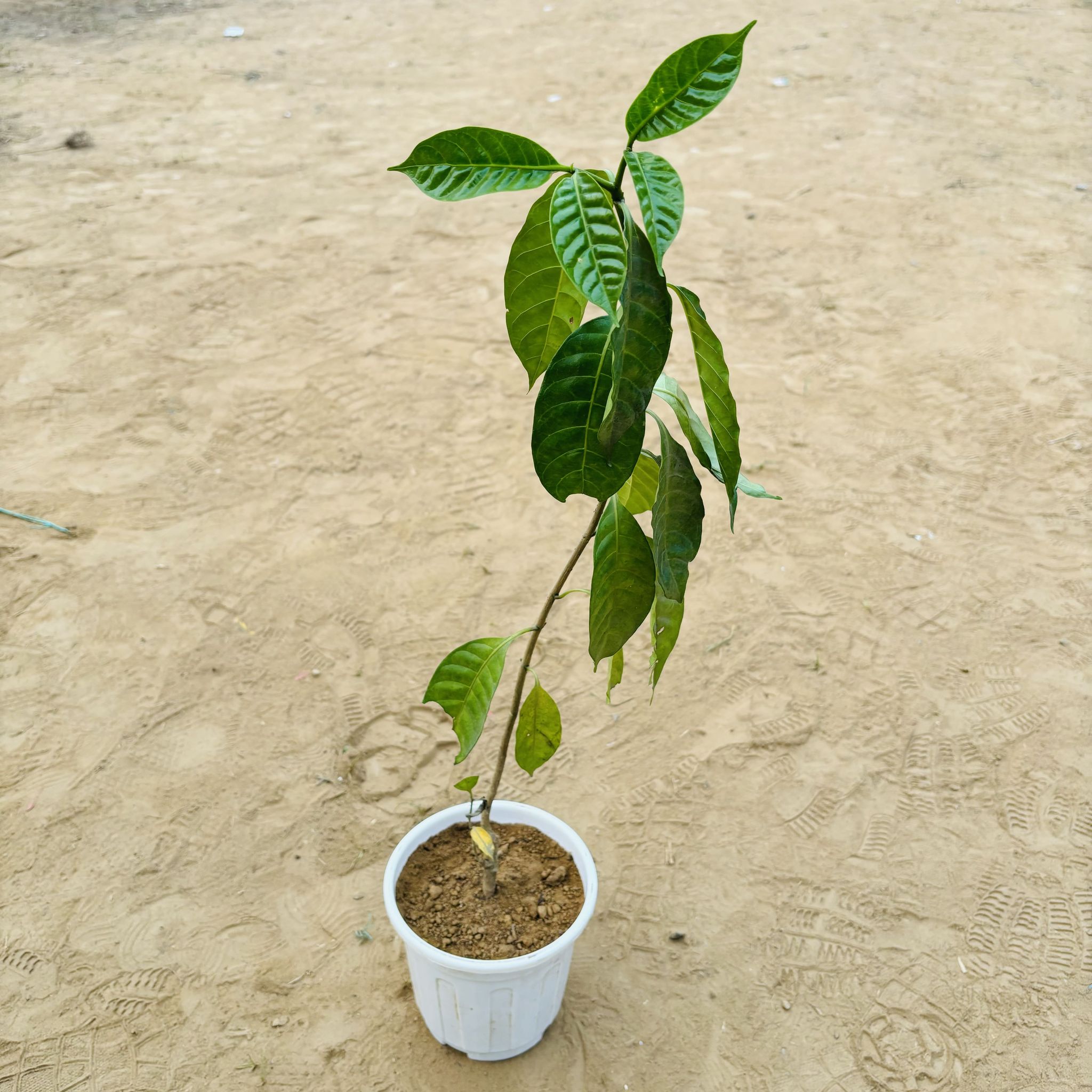 Chandni Double (~ 3.5 ft) in 6 Inch White Super Nursery Pot
