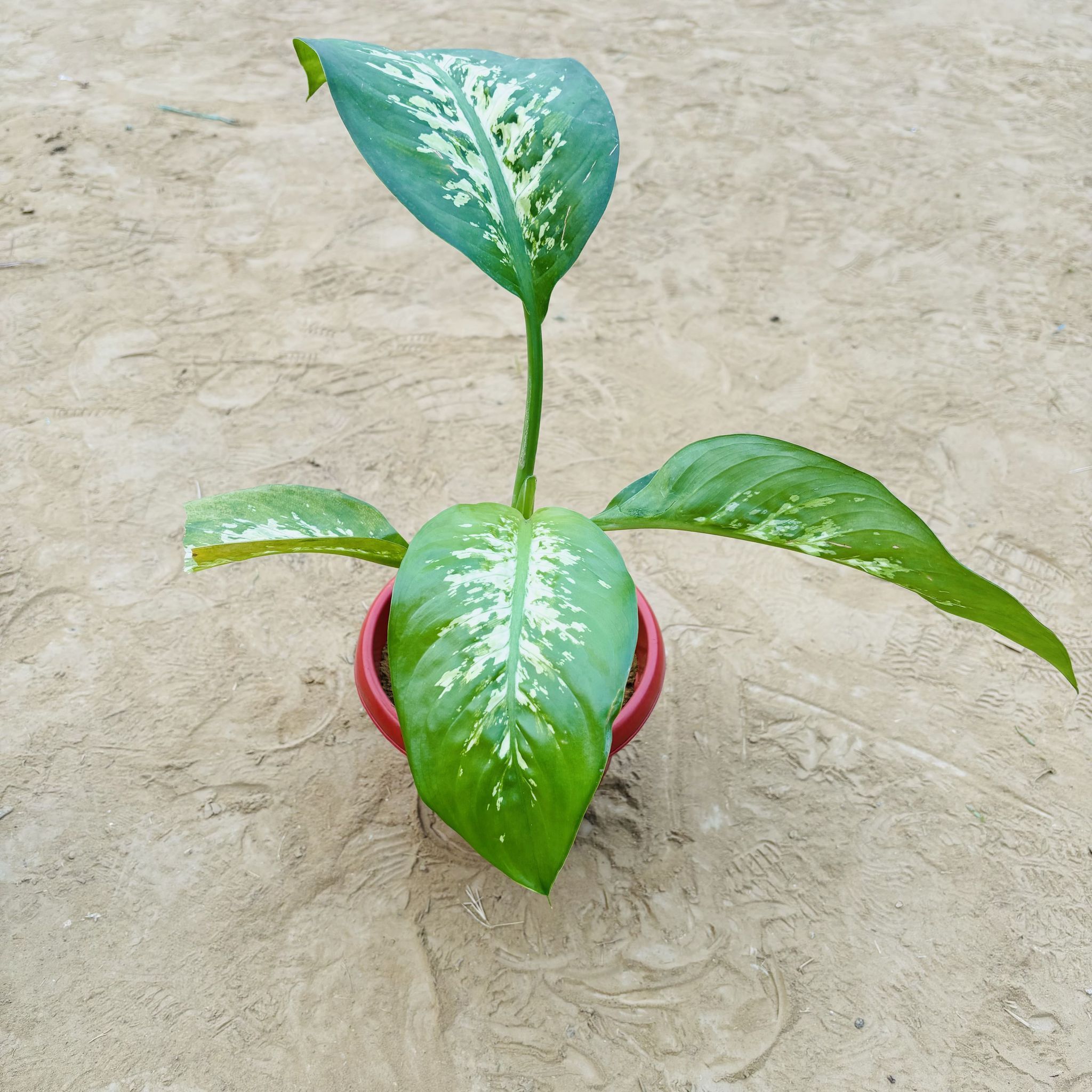 Dieffenbachia Seguine in 8 Inch Terracotta Red Olive Plastic Pot