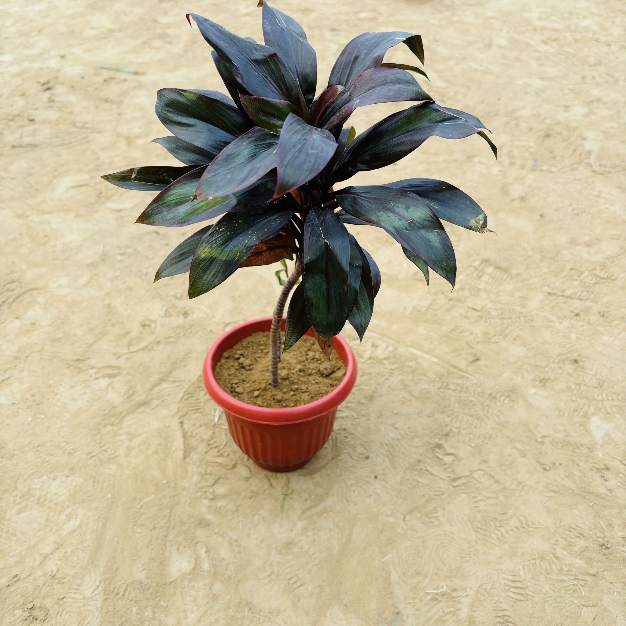 Dracaena Mysore Ruby in 8 Inch Terracotta Red Olive Plastic Pot