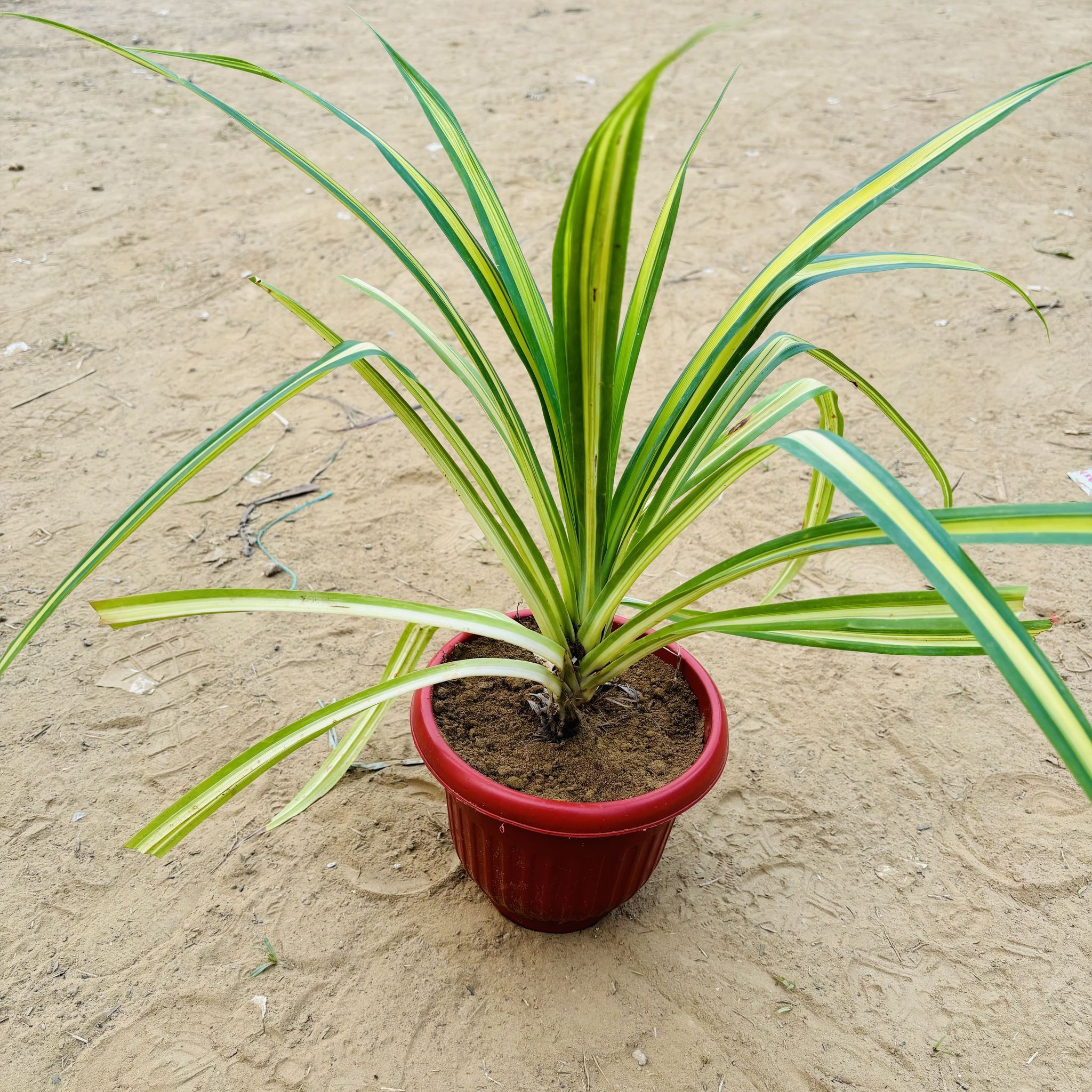 Pandanus / Screwpine in 8 Inch Terracotta Red Olive Plastic Pot