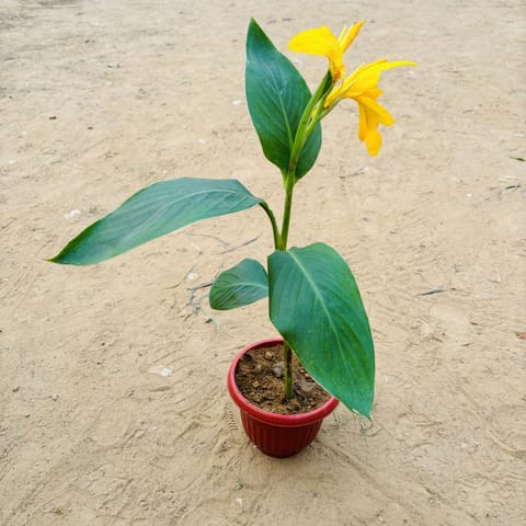 Canna Lily in 8 Inch Terracotta Red Olive Plastic Pot