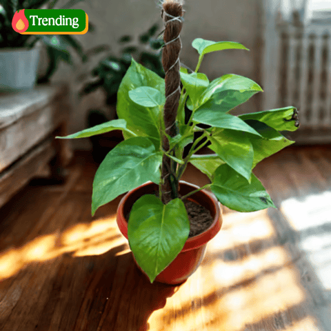 Money Plant Green With Moss Stick (~ 1 Ft) in 8 Inch Terracotta Red Olive Plastic Pot