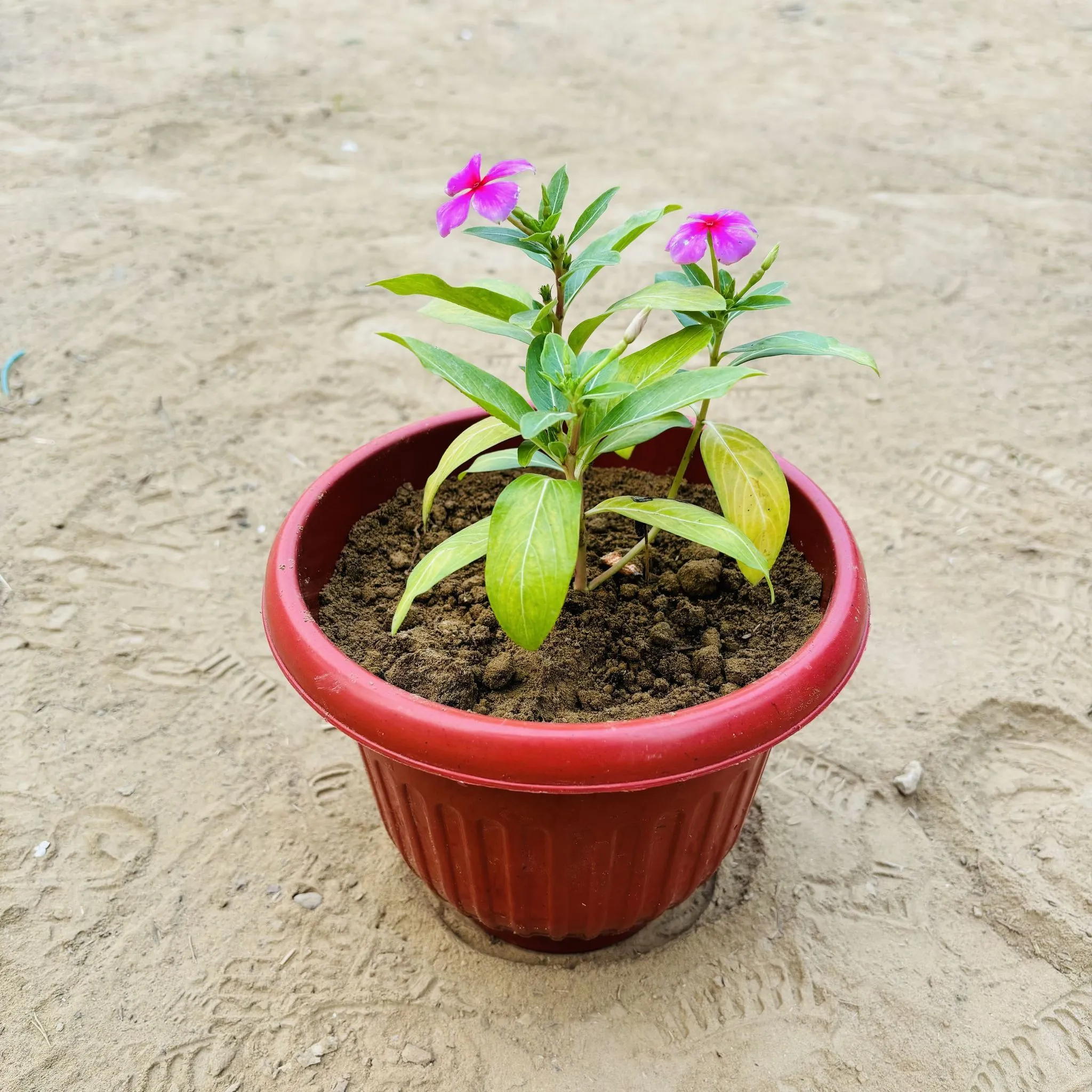 Periwinkle / Vinca / Sadabahar (any colour) in 8 Inch Terracotta Red Olive Plastic Pot
