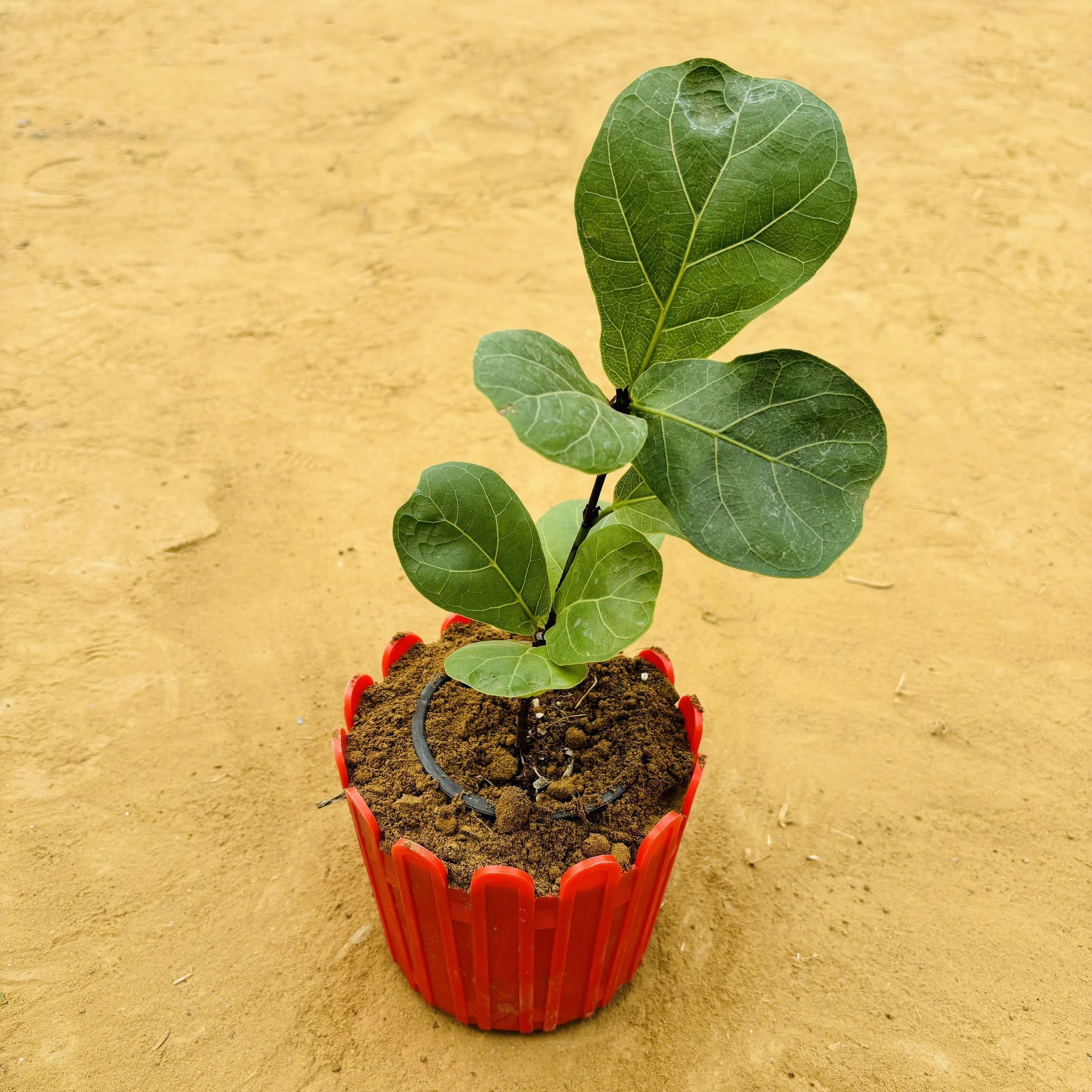 Fiddle Leaf Fig / Ficus Lyrata in 6 Inch Red Premium Tippy Plastic Pot