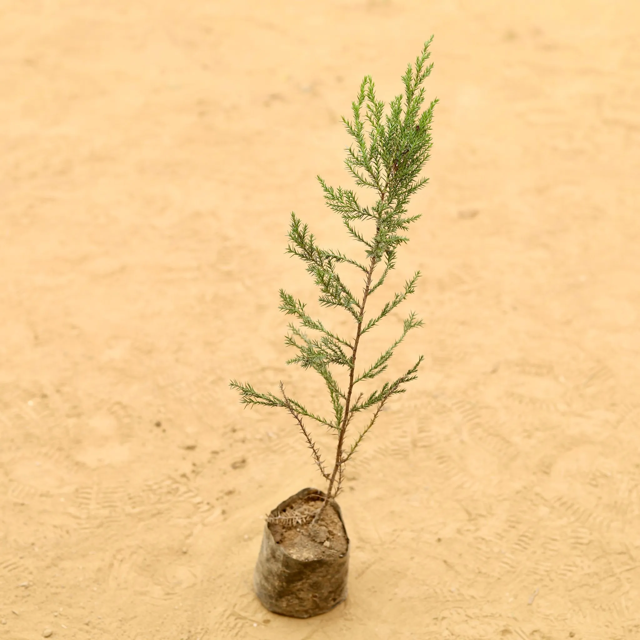 Juniperus in 3 Inch Nursery Bag
