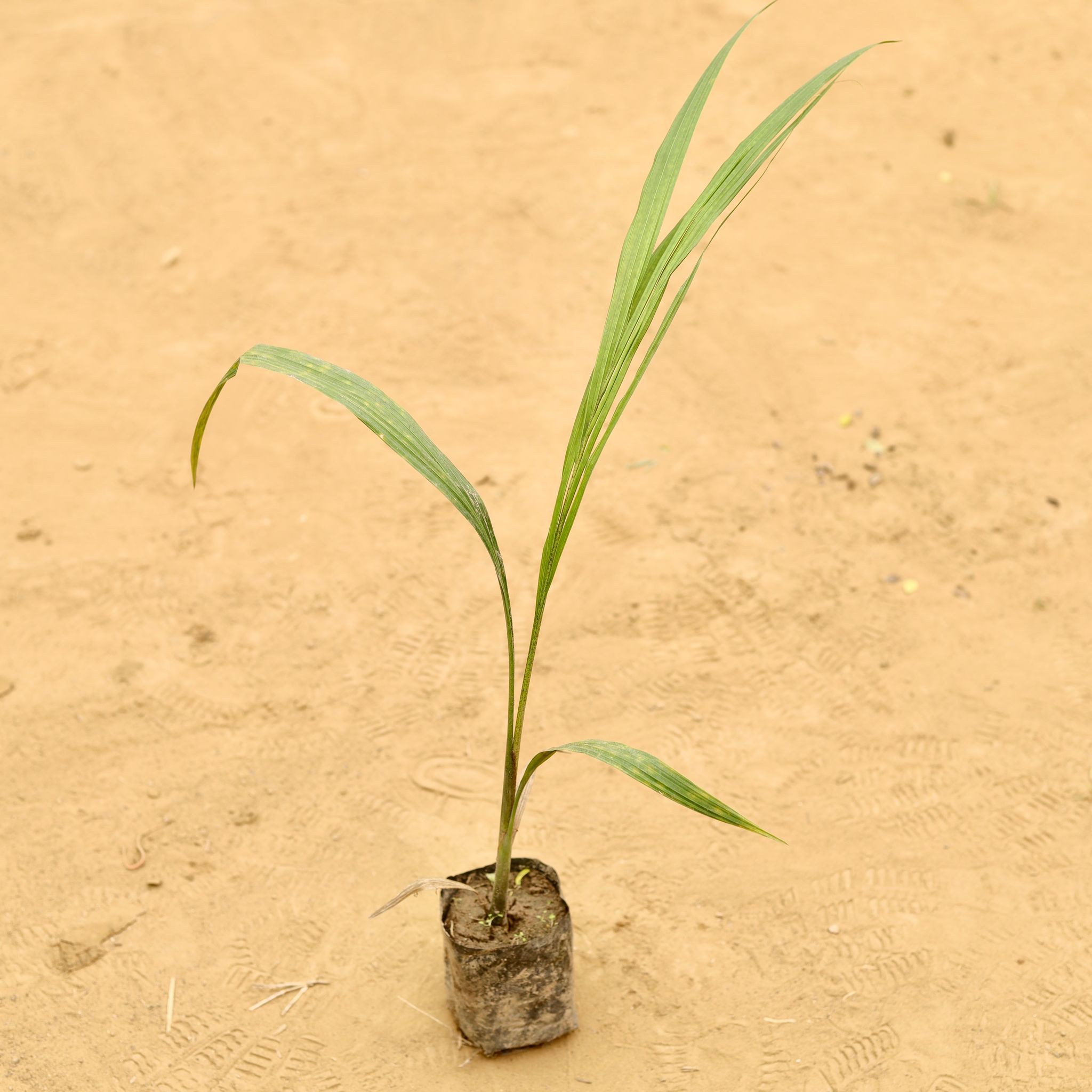 Bottle Palm in 2 Inch Nursery Bag
