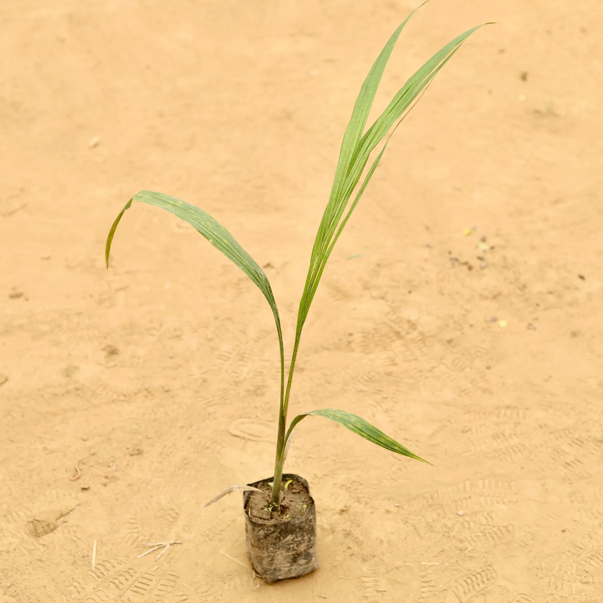 Bottle Palm in 2 Inch Nursery Bag