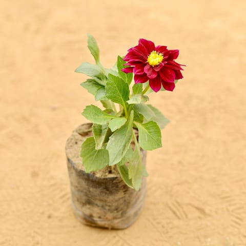 Dahlia Dwarf (any colour) in 3 Inch Nursery Bag