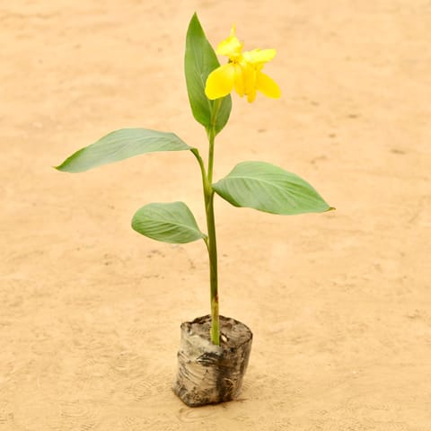 Canna Lily in 5 Inch Nursery Bag