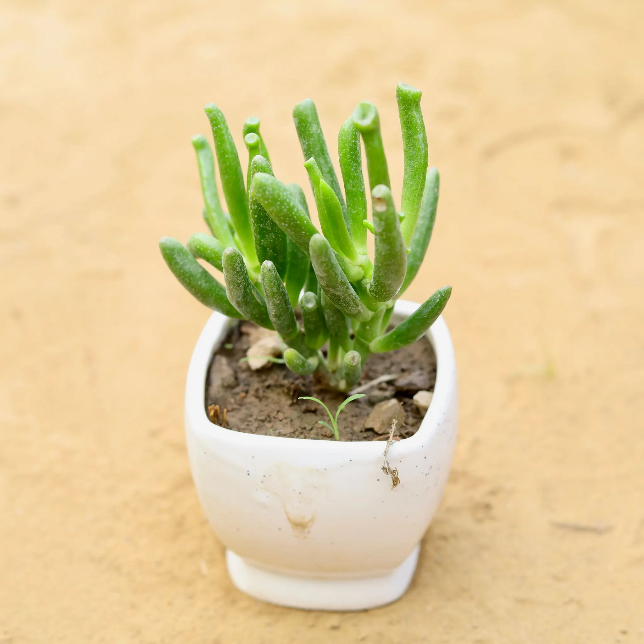 Crassula Gollum Succulent in 3 inch Sky White Stylish Square Shaped Ceramic Pot