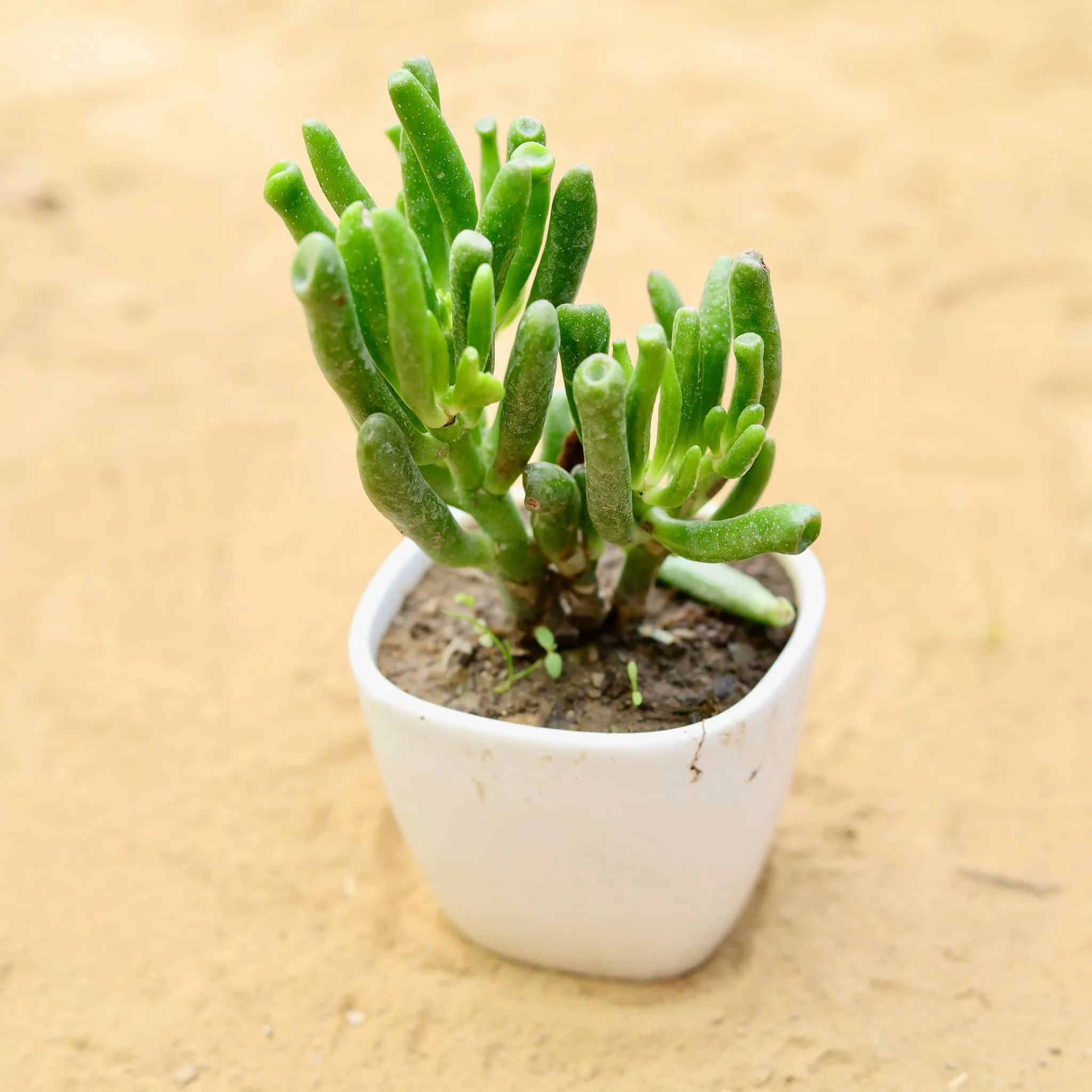 Crassula Gollum Succulent in 3 inch White Mini Handmade Taper Ceramic Pot