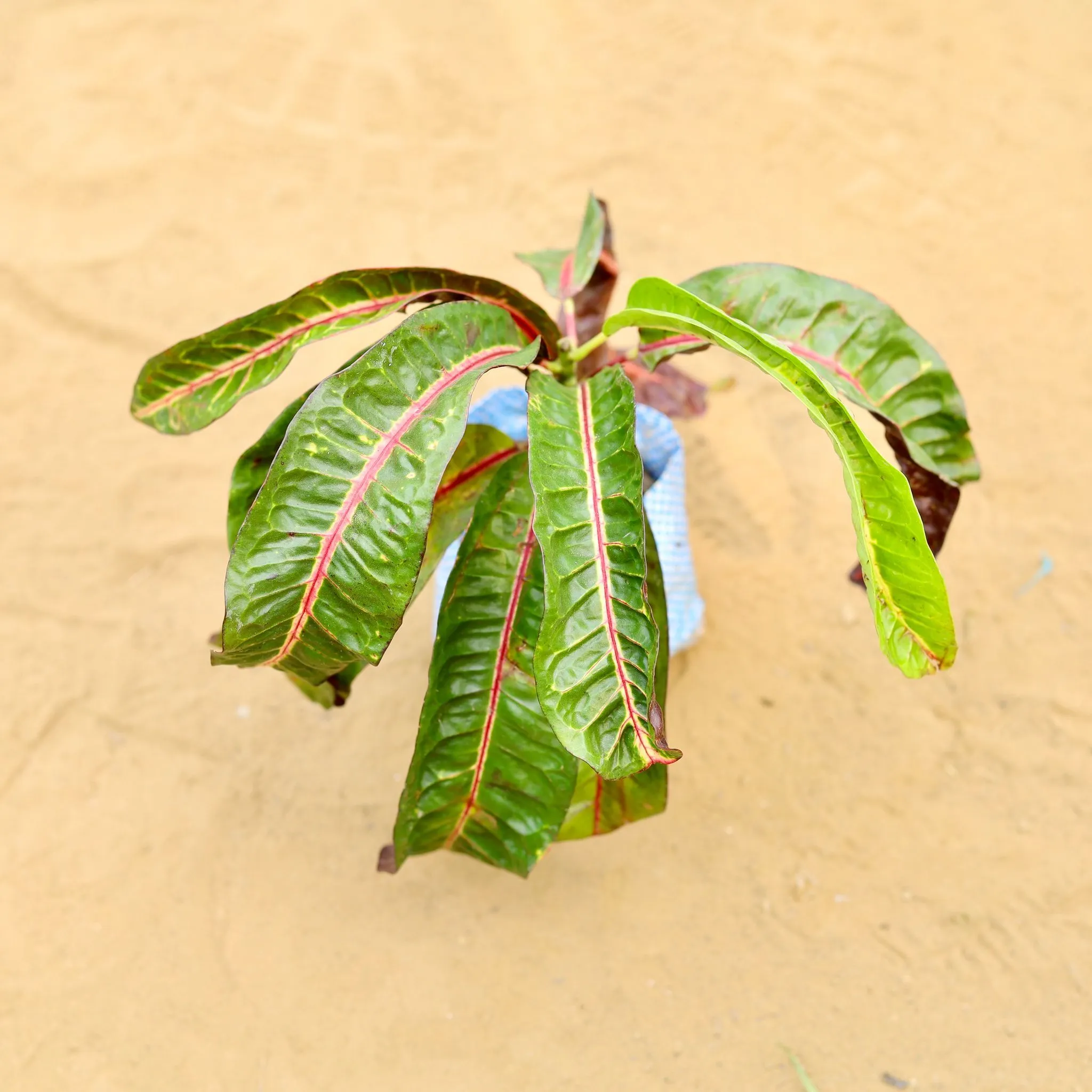 Croton Banana Red in 3 inch Nursery Bag