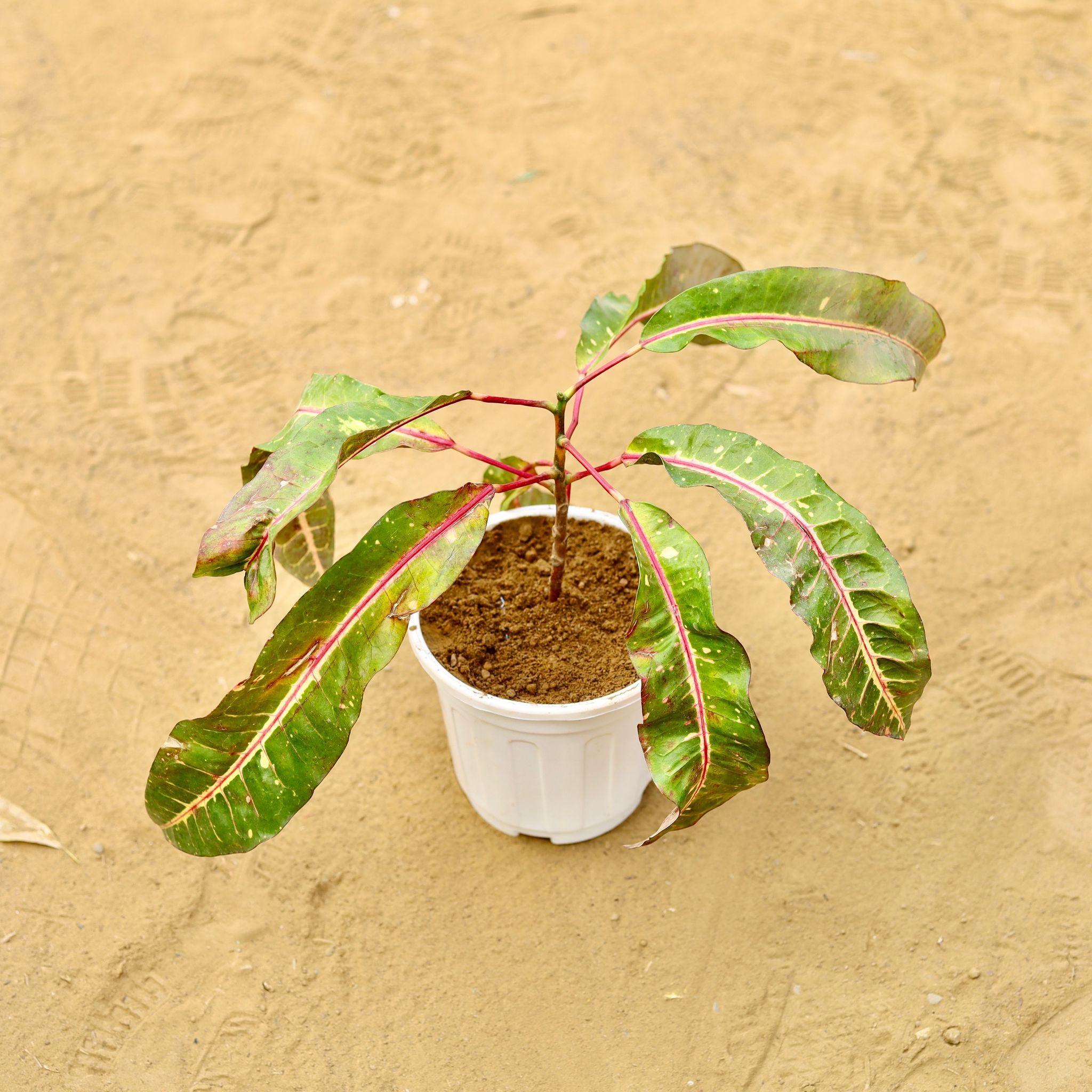 Croton Banana Red in 6 inch White Super Nursery Pot