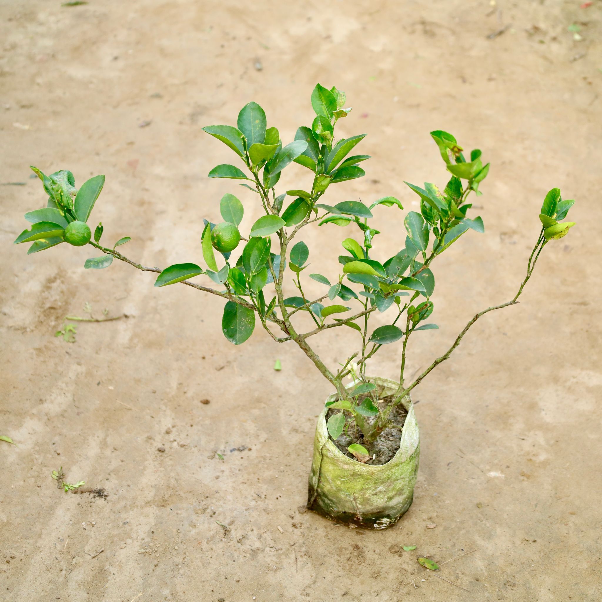 Kagzi Lemon / Nimbu in 8 Inch Nursery Bag
