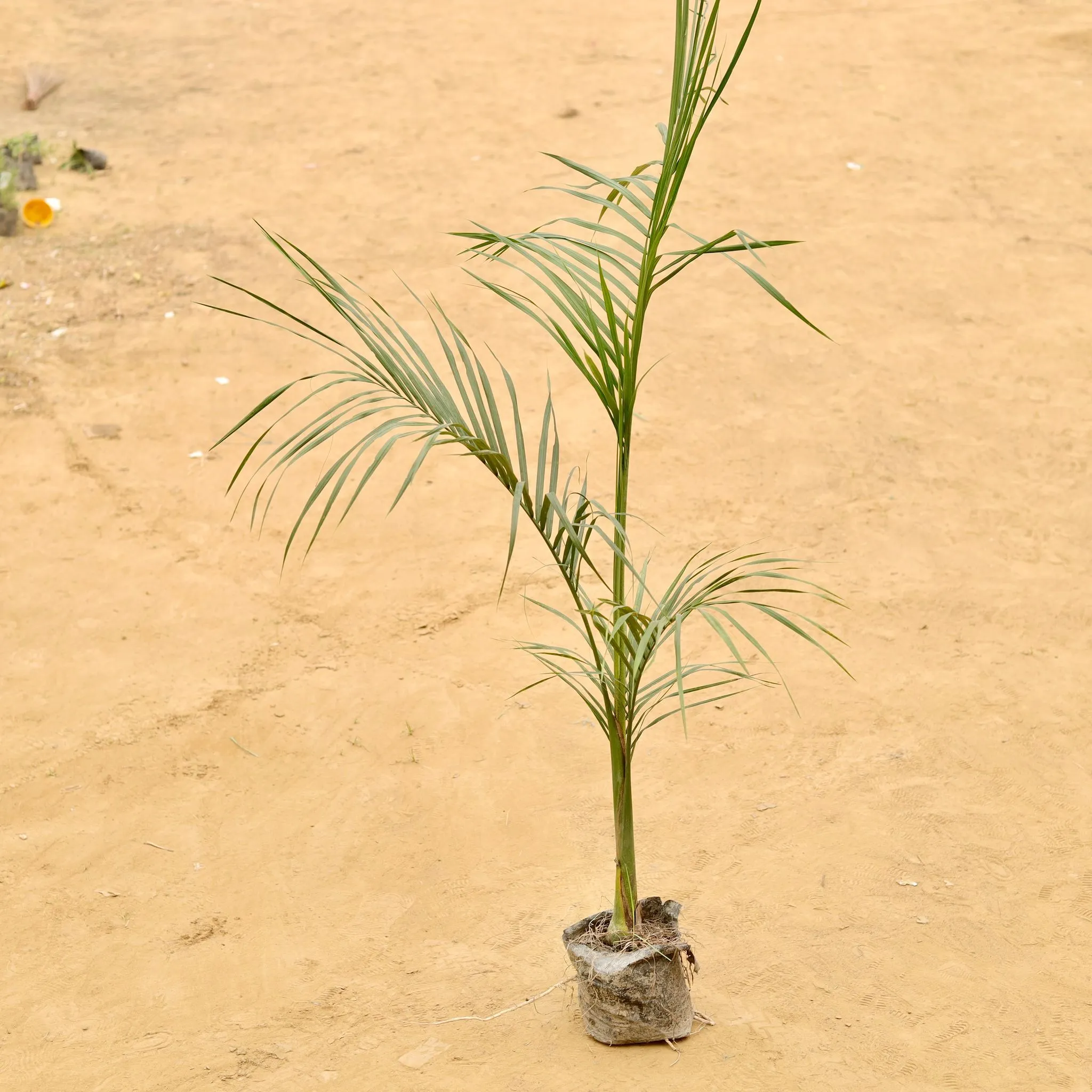 Bottle Palm (~ 2.5 Ft) in 6 Inch Nursery Bag