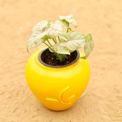 Rare Syngonium Pink Spot / Candyfloss in 7 Inch Live Plant Yellow Premium Apple Leaf Plastic Pot