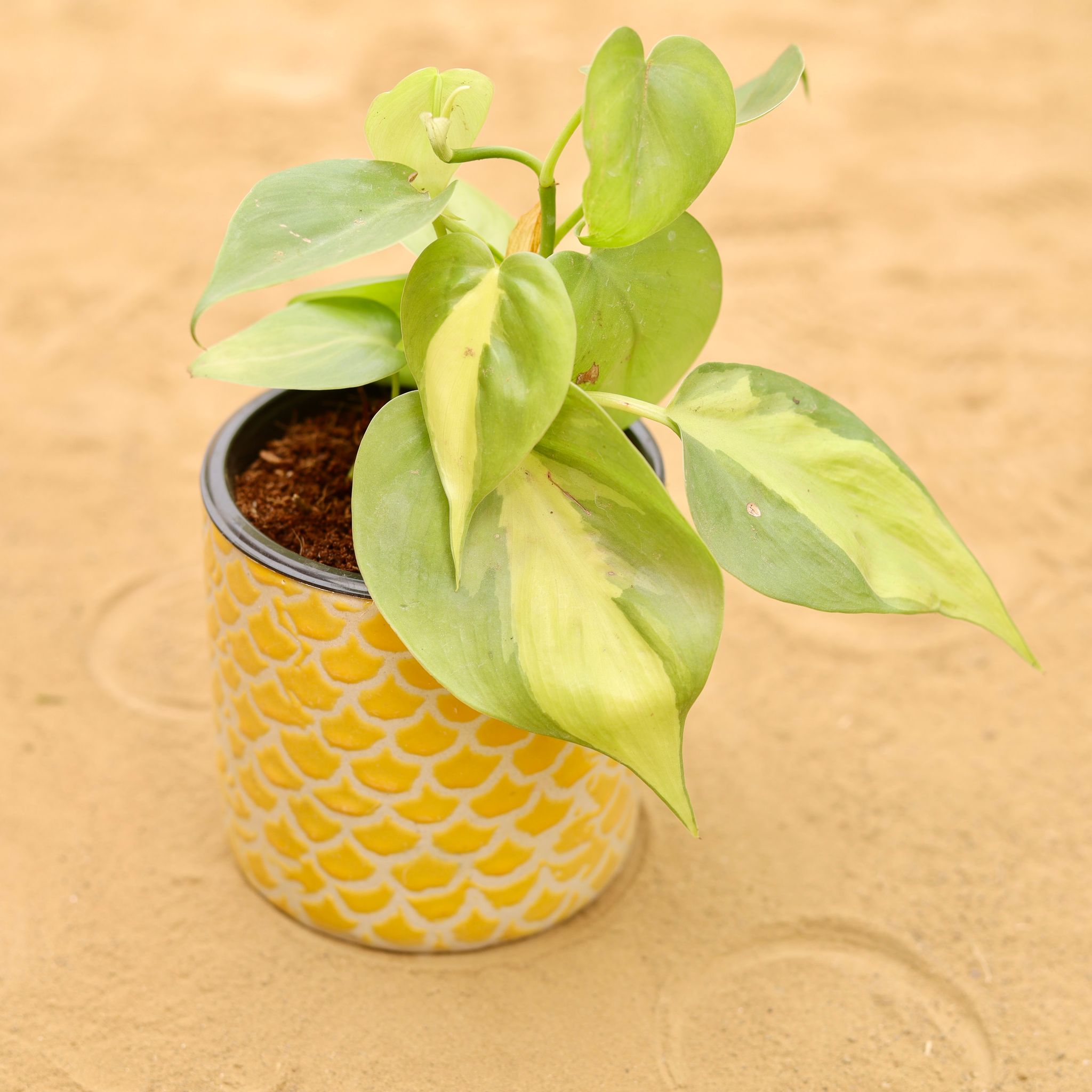 Oxycardium Brazil /Vareigated in 4 Inch Yellow Fishscale Textured Cylindrical Ceramic Pot