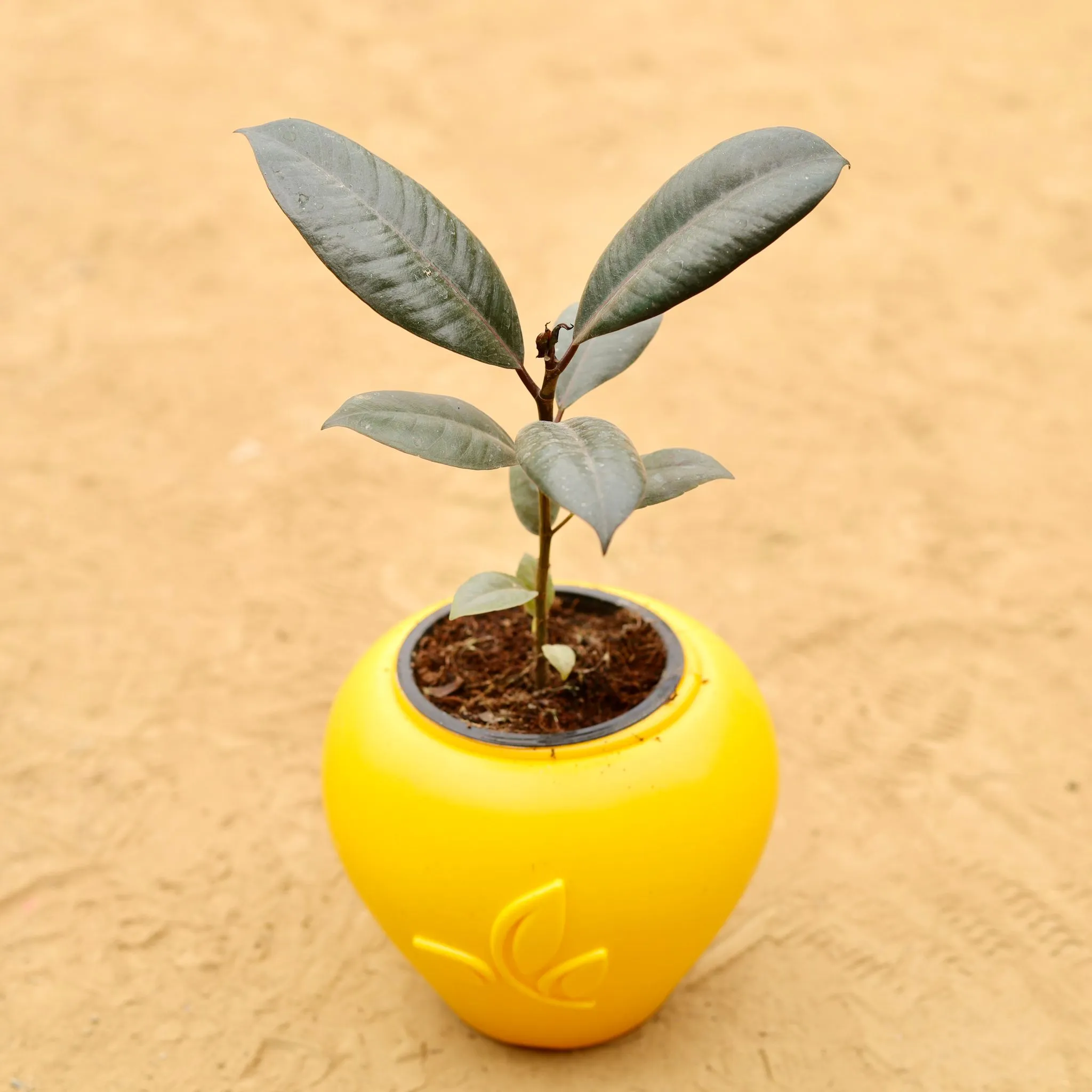 Rubber Black in 7 Inch Yellow Premium Apple Leaf Plastic Pot