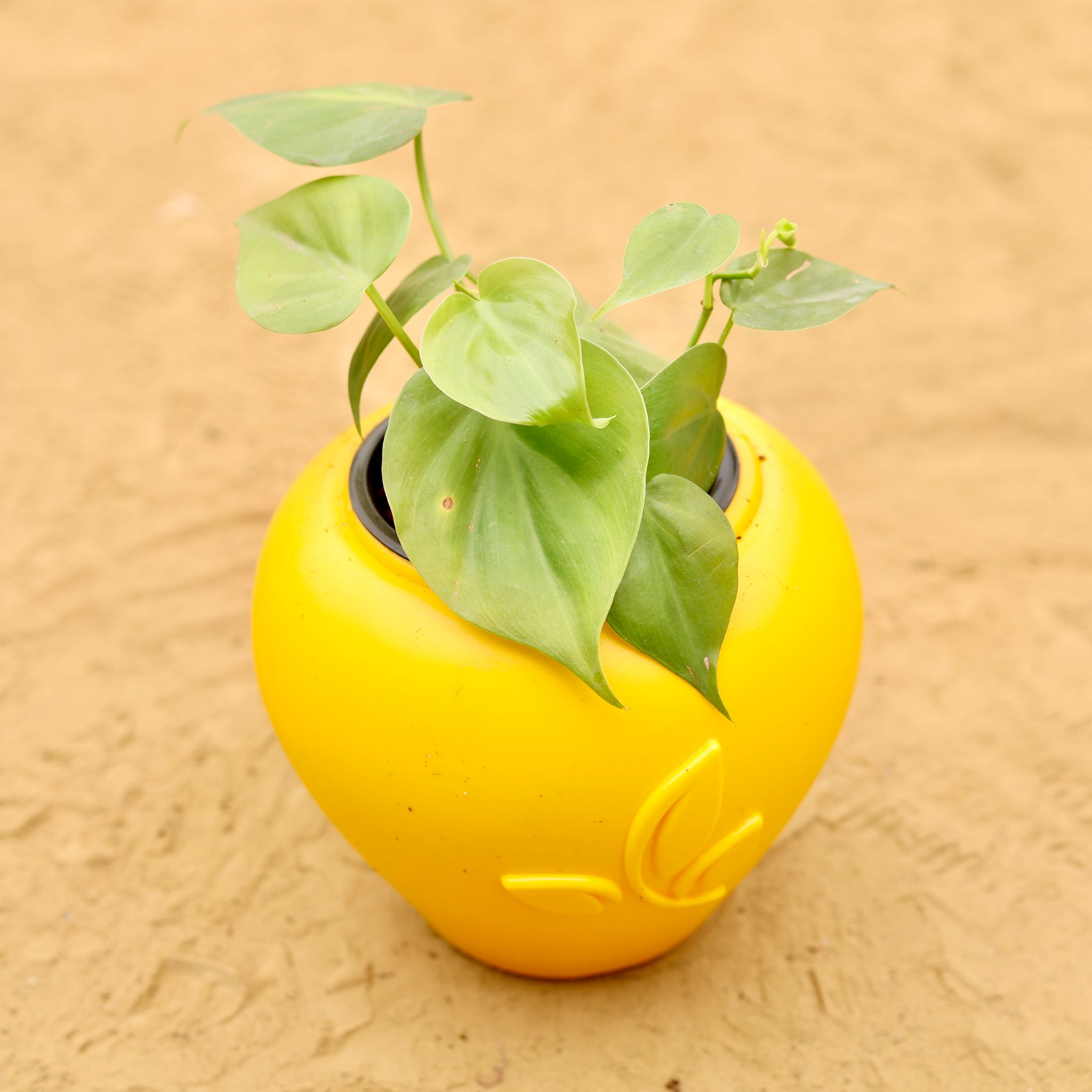 Oxycardium Golden in 7 Inch Yellow Premium Apple Leaf Plastic Pot