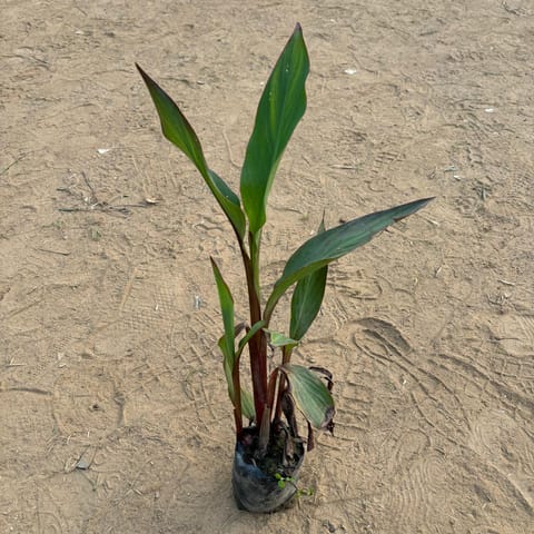 Canna Lily (~ 1 Ft) in 3 Inch Nursery Bag
