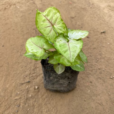 Syngonium Yellow in 4 Inch Nursery Bag
