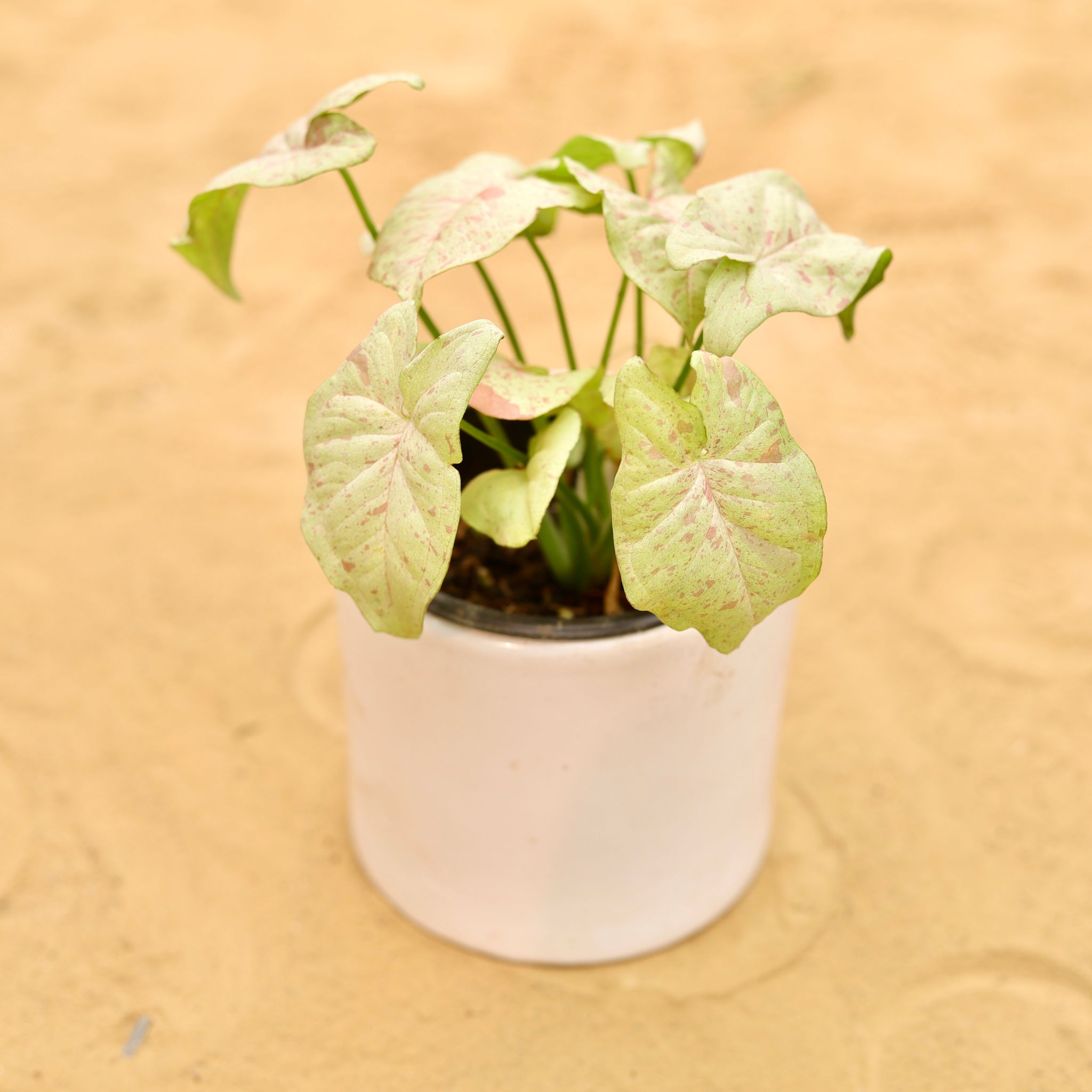 Rare Syngonium Pink Spot / Candyfloss in 4 Inch White Minimalist Cylindrical Ceramic Pot