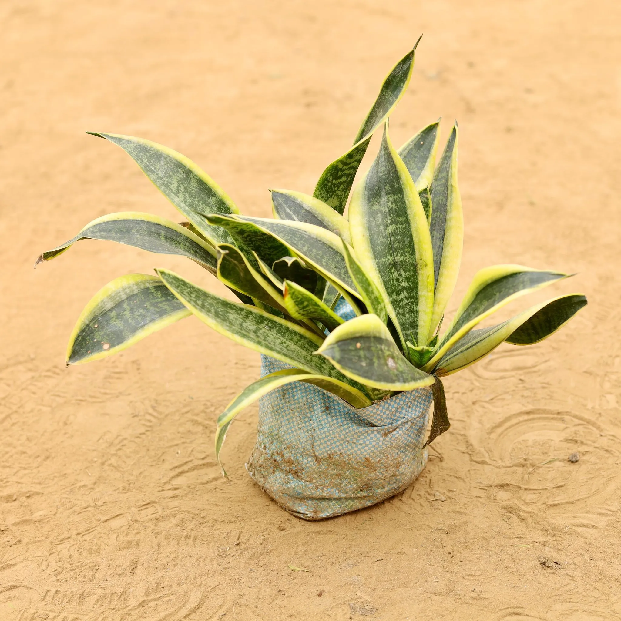 Snake Dwarf Bushy (2 in 1) in 5 Inch Nursery Bag