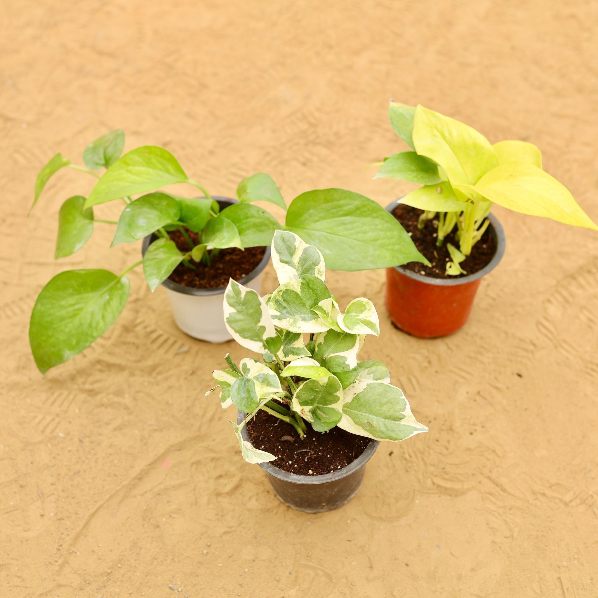 Set of 3 - Money Plant (Green, Golden & N'joy) in 4 Inch Nursery Pot
