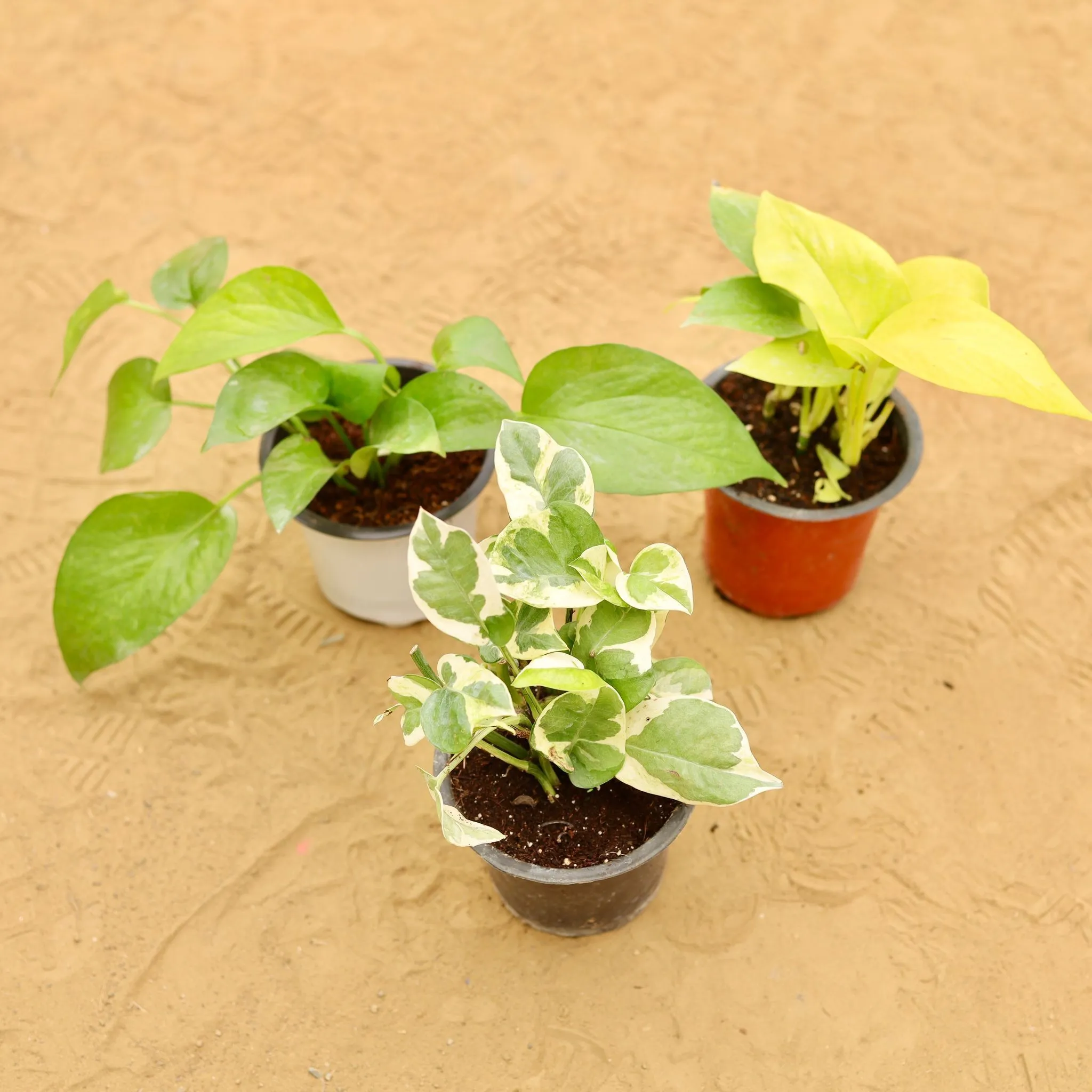 Set of 3 - Money Plant (Green, Golden & N'joy) in 4 Inch Nursery Pot