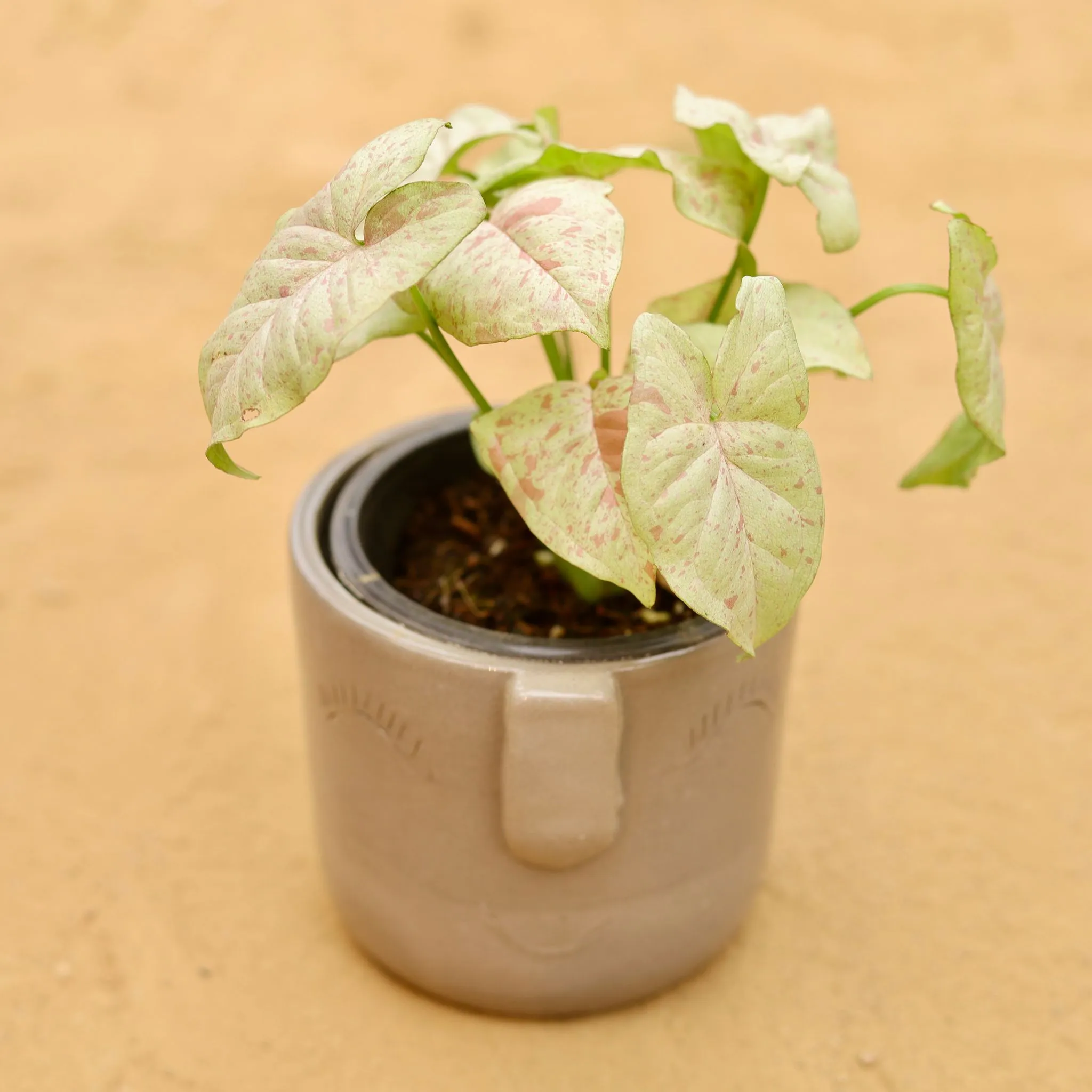 Rare Syngonium Pink Spot / Candyfloss in 3.5 Inch Grey 3D Cute Face Textured Ceramic Pot - Minimalist Glossy Succulent Pot, Indoor Flower Pot for Home and Office Decor