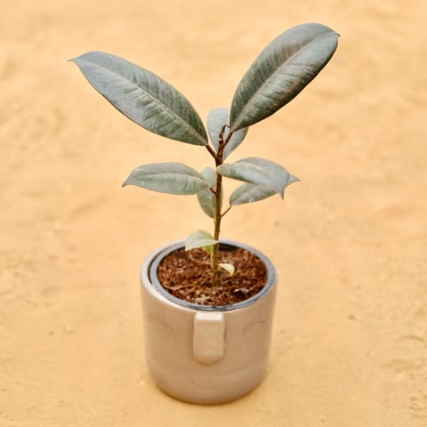 Rubber Black in 3.5 Inch Live Plant Grey 3D Cute Face Textured Ceramic Pot - Minimalist Glossy Succulent Pot, Indoor Flower Pot for Home and Office Decor