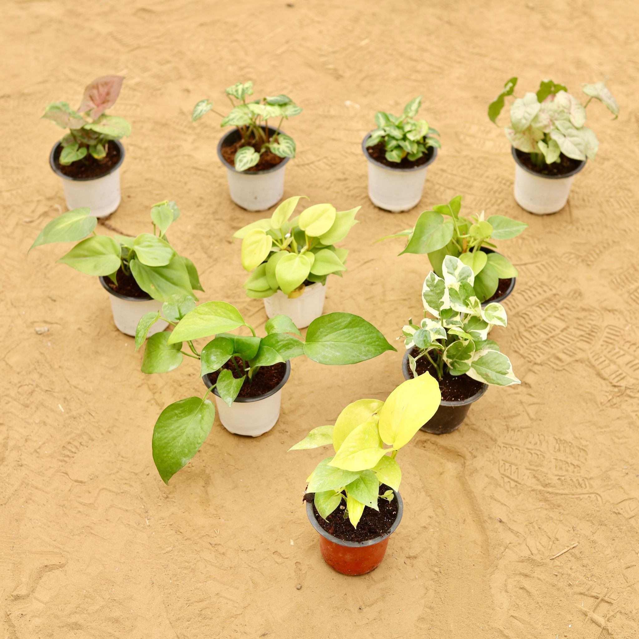 The Monsoon Foliage Delight Set - Set of 10 - Syngonium Family (Bronze Dwarf, Green Dwarf, Pixie Dwarf & Candyfloss), Oxycardium Family (Green, Golden & Variegated) & Money Plant Family (Green, Golden & N'joy) in 4 Inch Nursery Pot