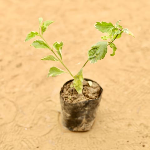 Duranta Vareigated in 3 Inch Live Plant Nursery Bag