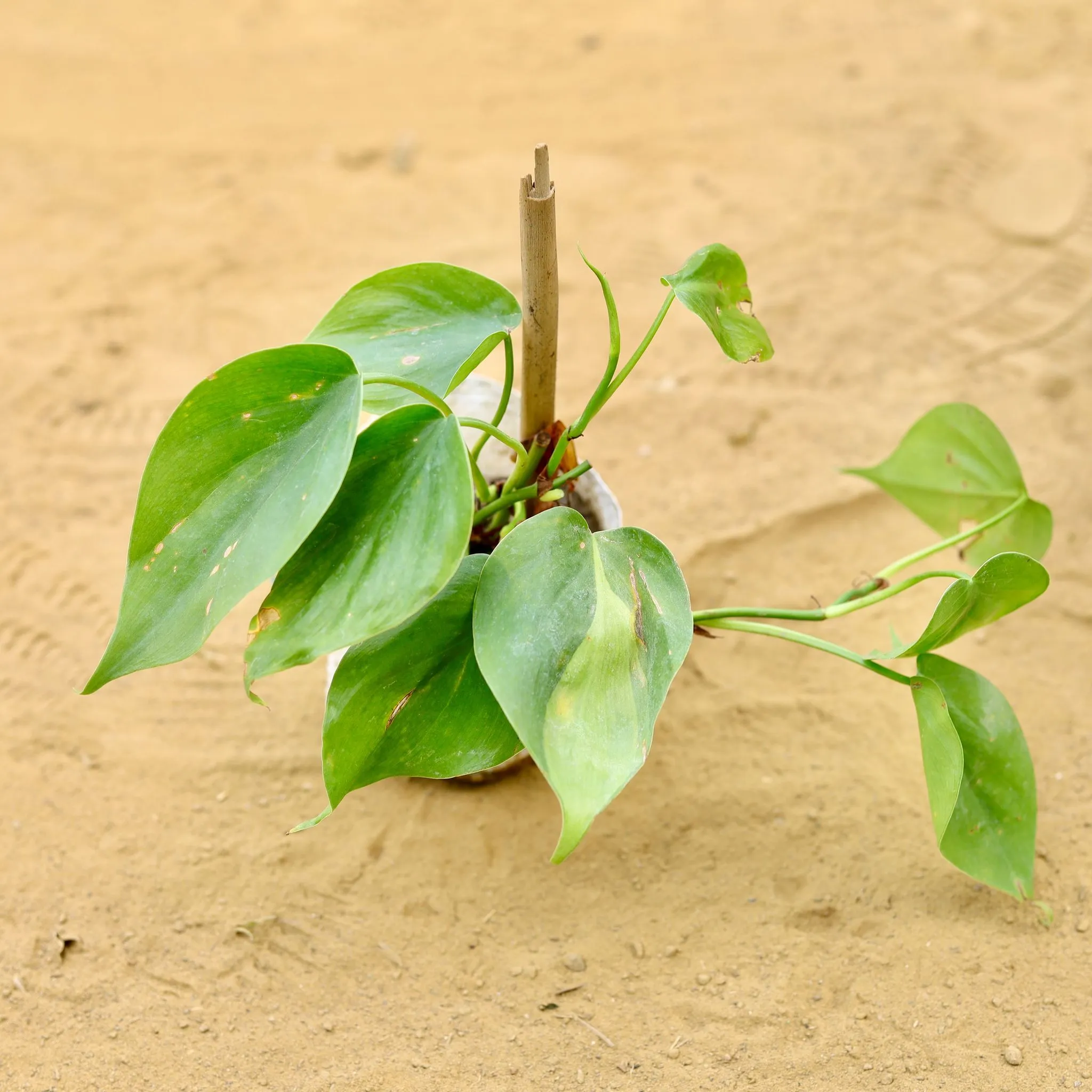 Oxycardium Green in 3 inch Nursery Bag