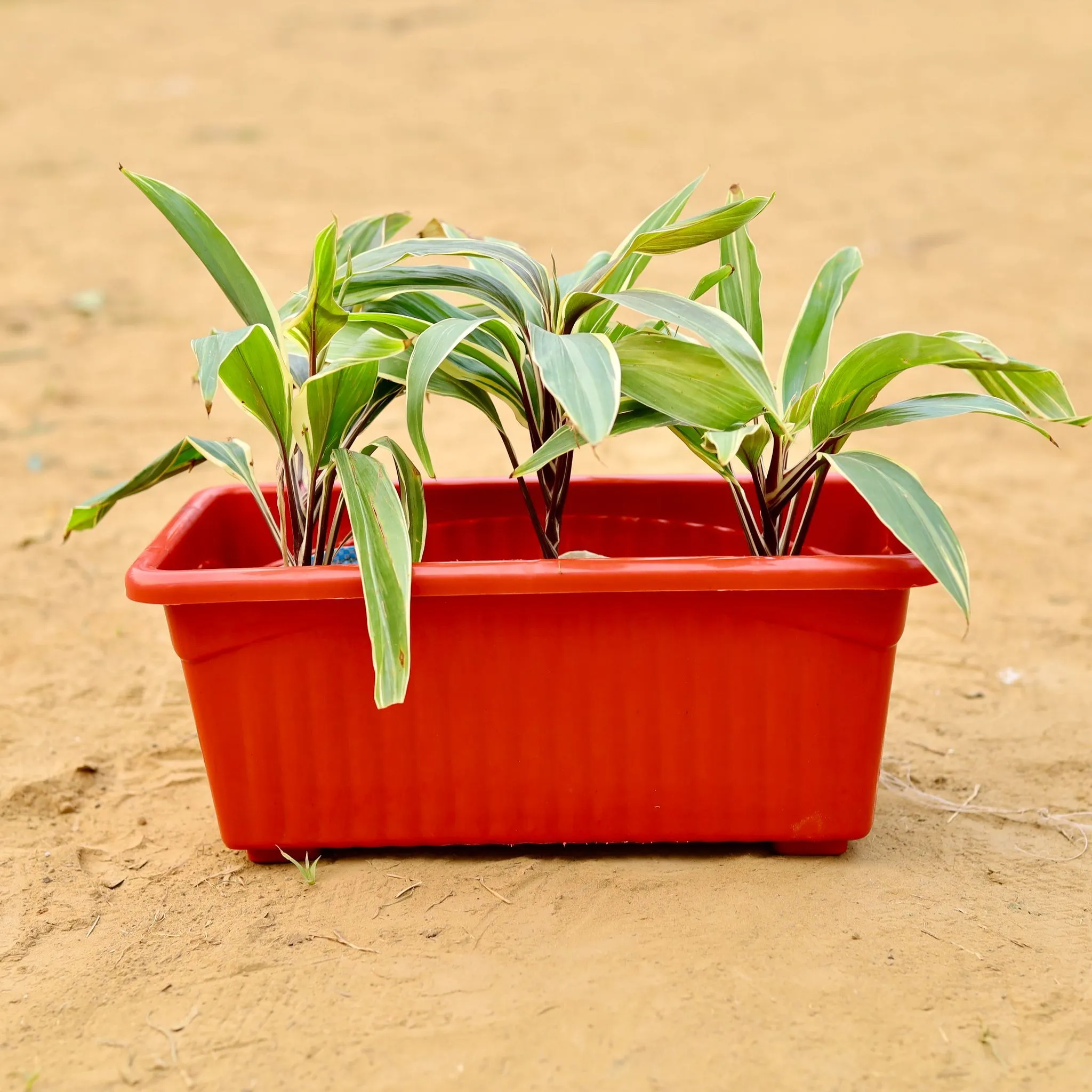 Three Dracaena Cordyline White in 14 Inch Brown Premium Jupiter Rectangular Window Planter