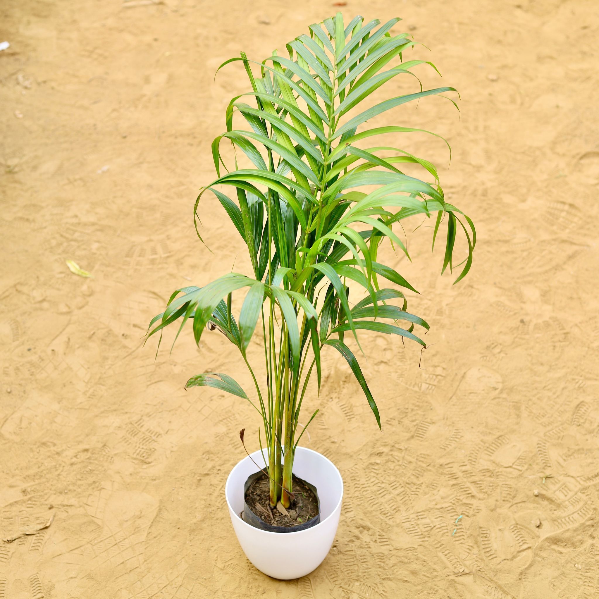 Areca Palm (~ 3.5 Ft) in 8 Inch White Premium Orchid Round Plastic Pot