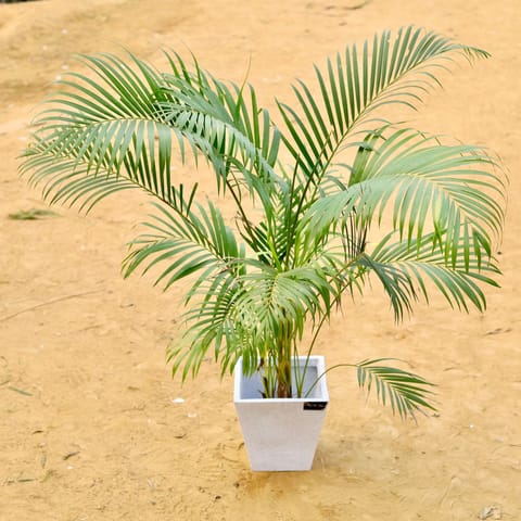 Areca Palm (~ 3.5 Ft) Bushy in 12 X 10 Inch Live Plant White Premium Blaze Fiberglass Planter - Durable large size decoratiive fiber pot for indoor outdoor plants with 10 year warranty