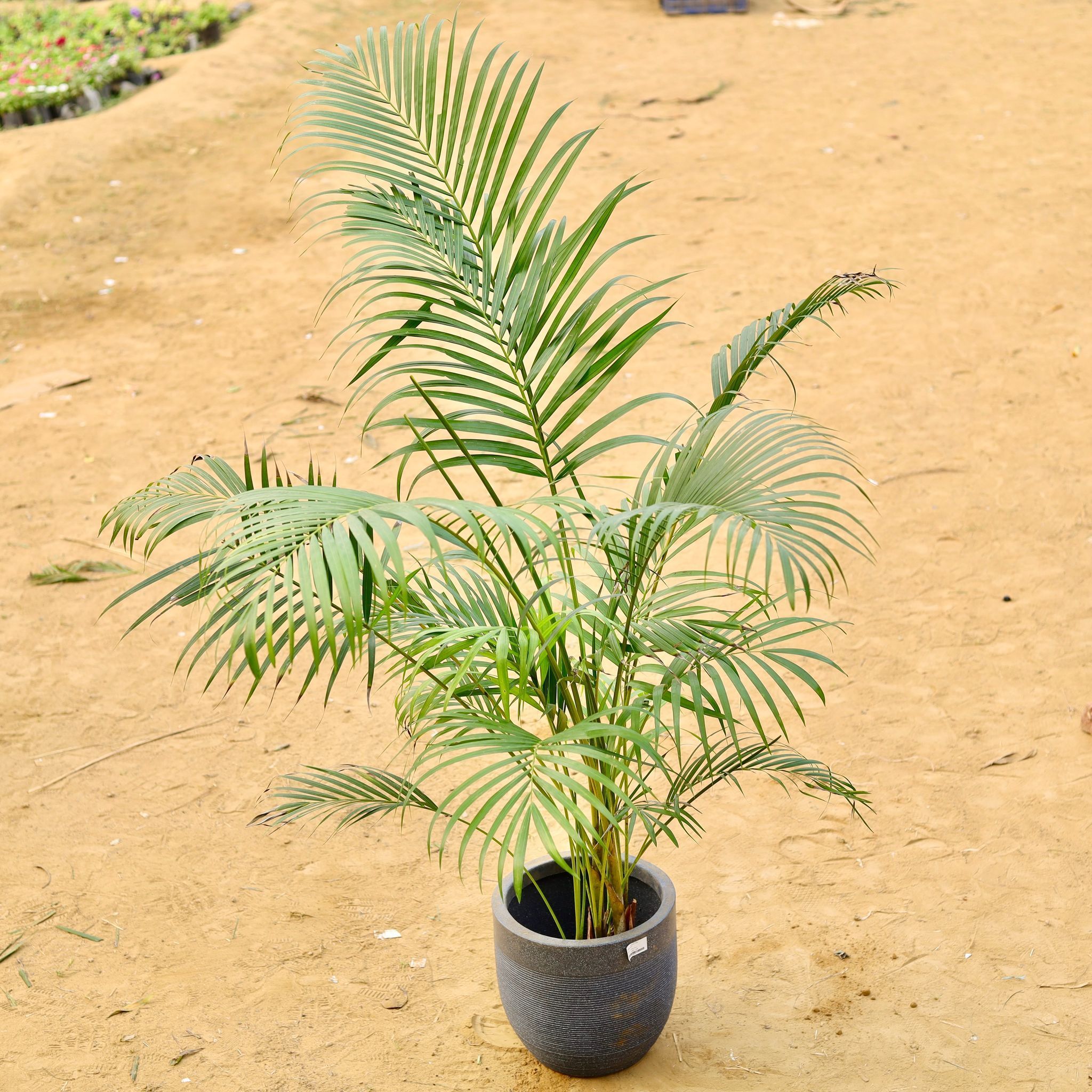 Areca Palm (~ 3.5 Ft) Bushy in 12 X 12 Inch Grey Premium Orbis Fiberglass Planter
