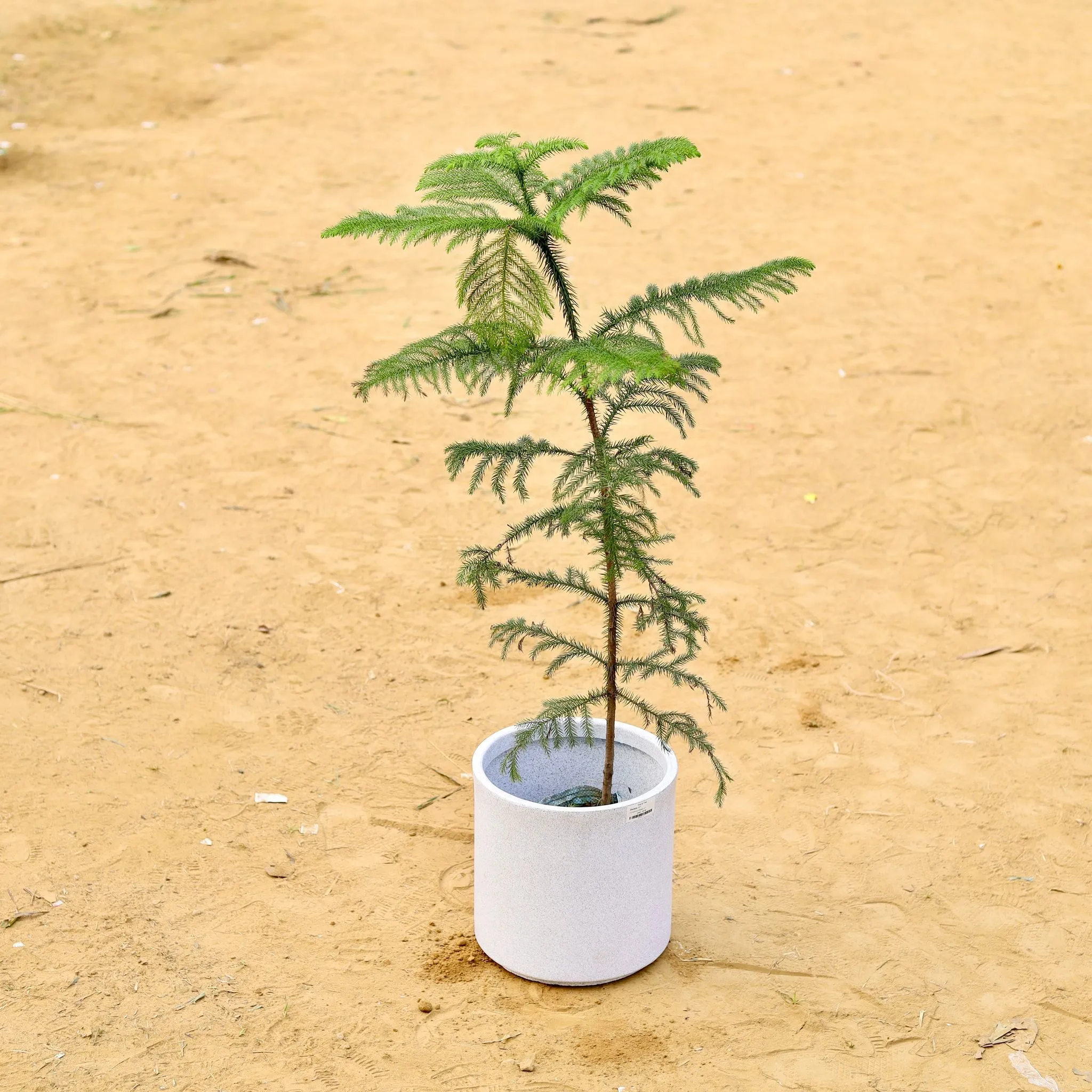 Araucaria / Christmas Tree (~ 2.5 Ft) in 11 X 11 Inch White Premium Dochieo Fiberglass Planter