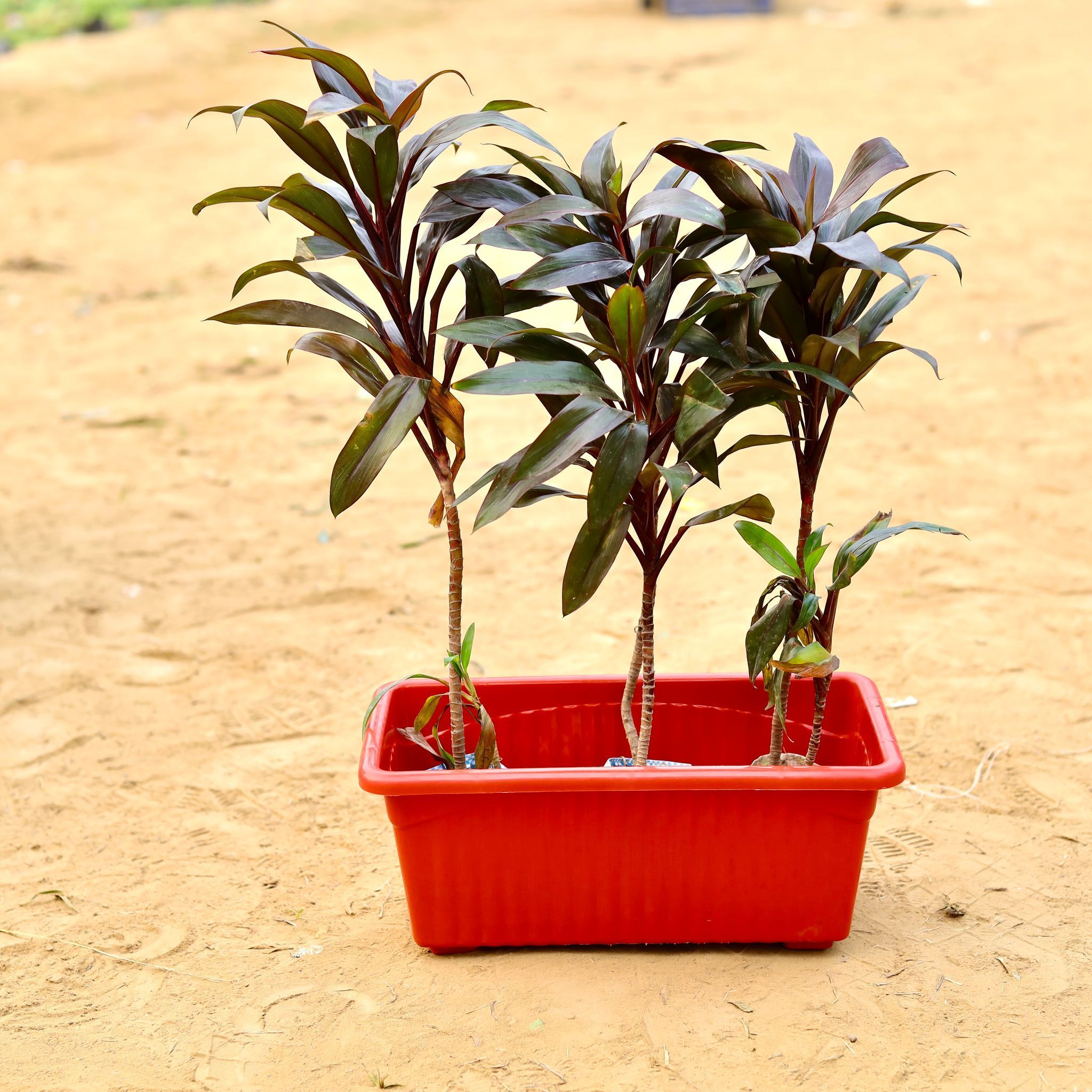 Three Dracaena Mysore Ruby in 14 Inch Brown Premium Jupiter Rectangular Window Planter