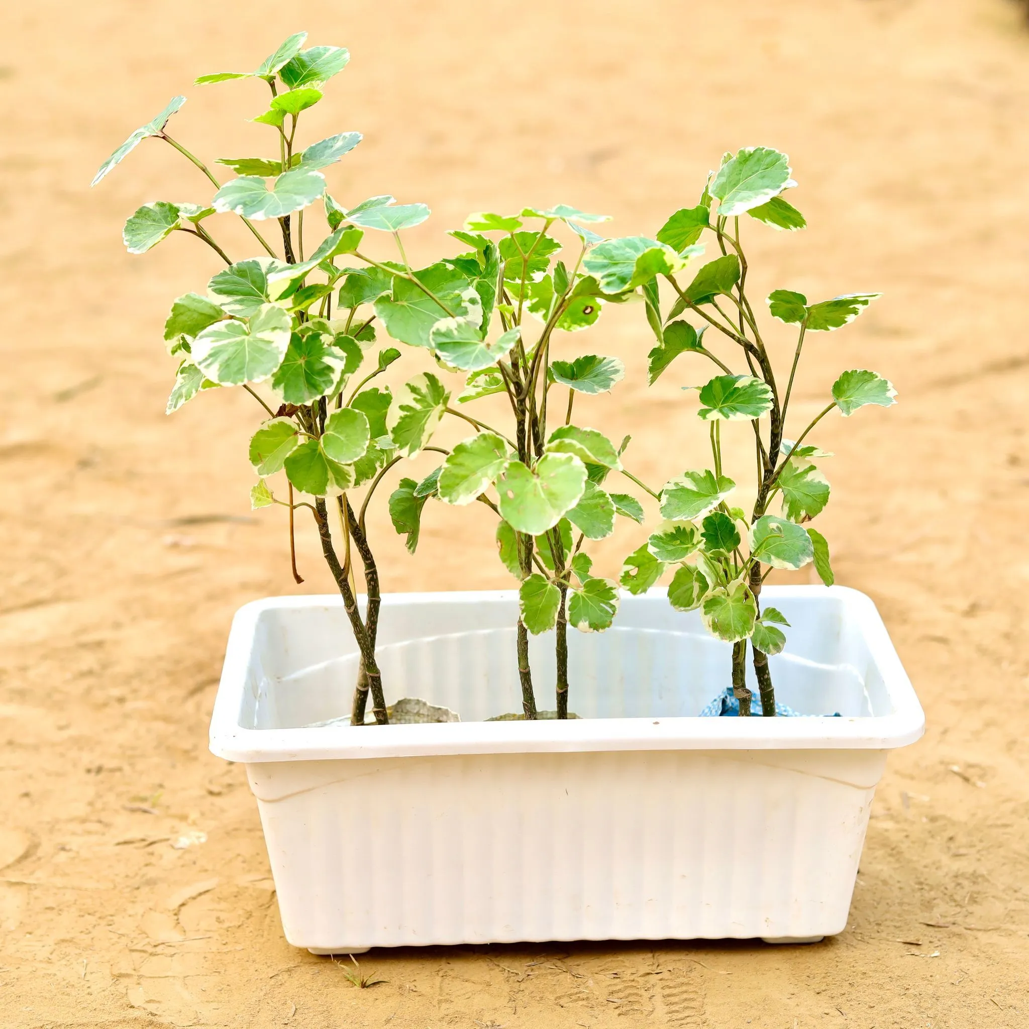 Three Aralia apple leaf in 14 Inch White Premium Jupiter Rectangular Window Planter