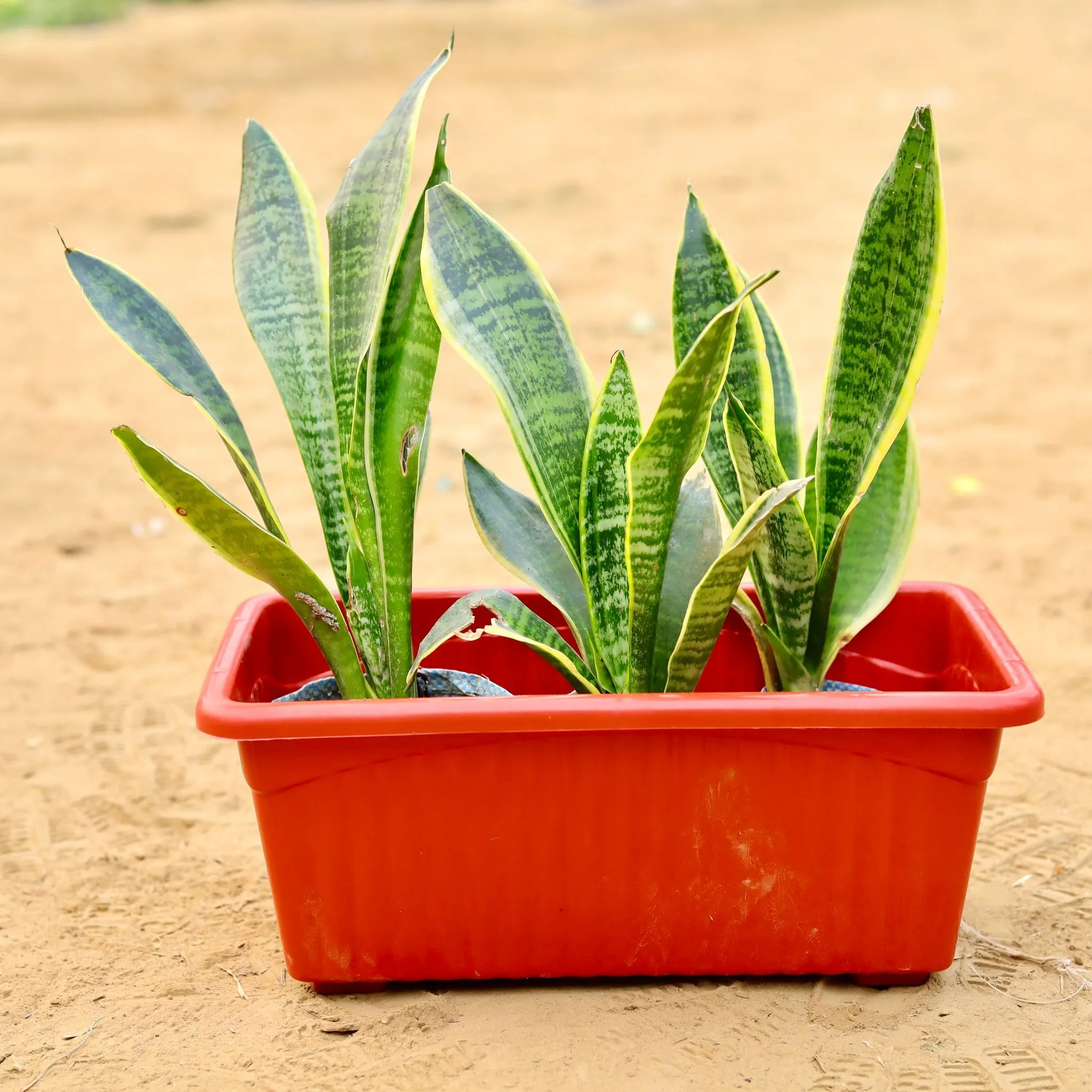 Three Snake Dwarf Variegated (~ 1 Ft) in 14 Inch Brown Premium Jupiter Rectangular Window Planter