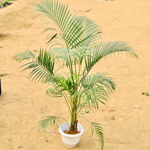 Areca Palm (~ 3.5 Ft) Bushy in 12 Inch Live Plant White Olive Plastic Pot