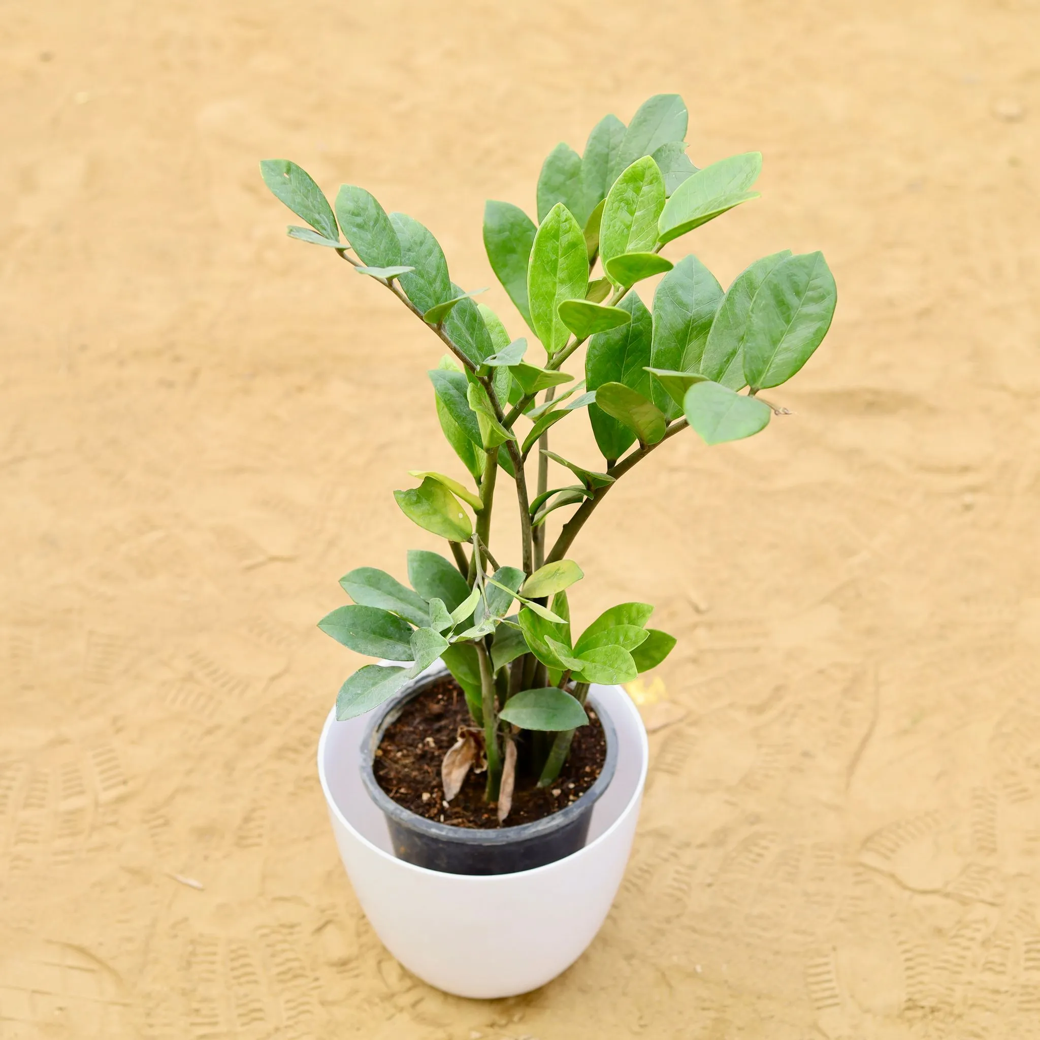 Zz Curly in 8 Inch White Premium Orchid Round Plastic Pot