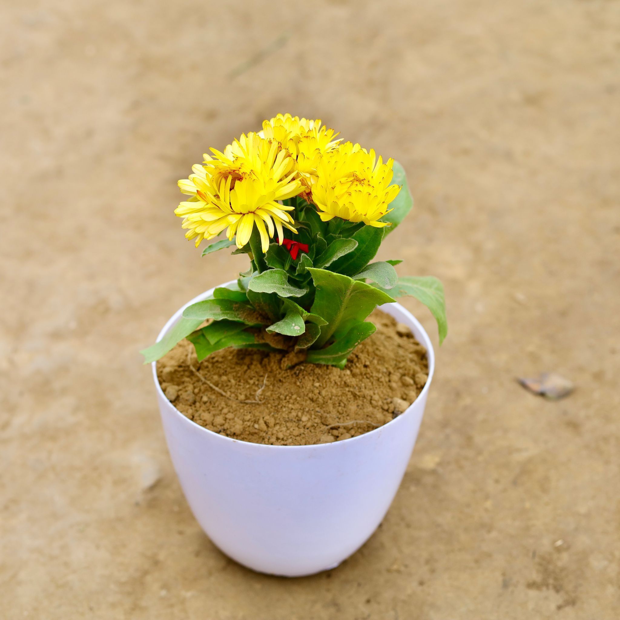 Calendula (any colour) in 6 Inch White Premium Orchid Plastic Pot