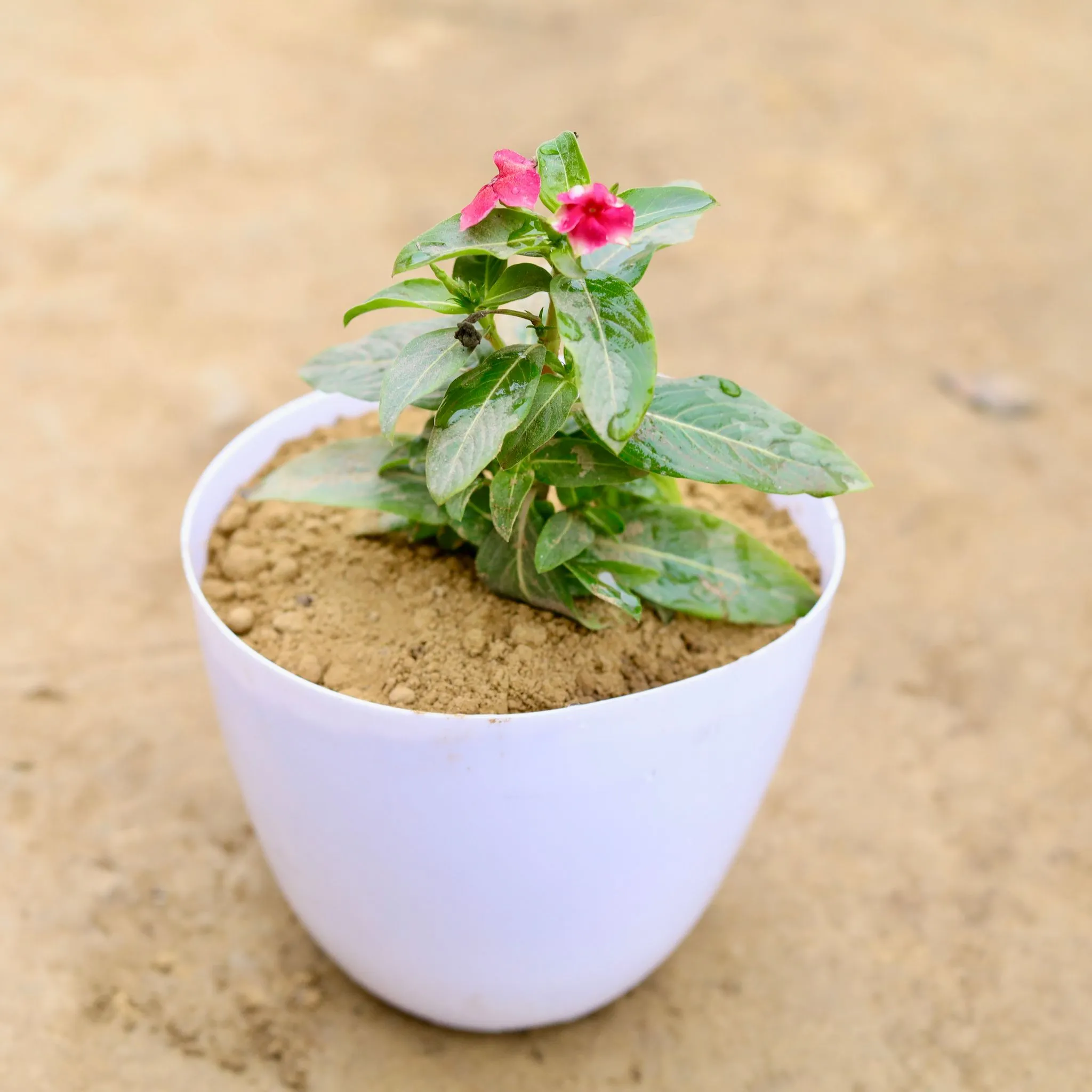 Periwinkle / Vinca / Sadabahar (any colour) in 6 Inch White Premium Orchid Plastic Pot