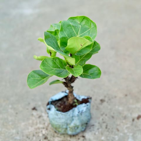 Fiddle Leaf Fig / Ficus Lyrata in 7 Inch Nursery bag