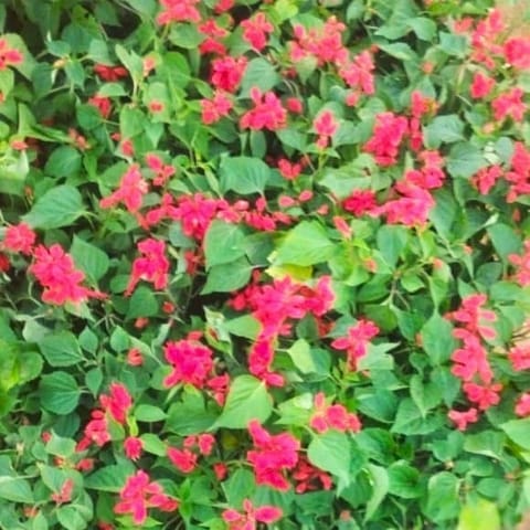 Set of 100 - Salvia (any colour) in 4 Inch Nursery Bag